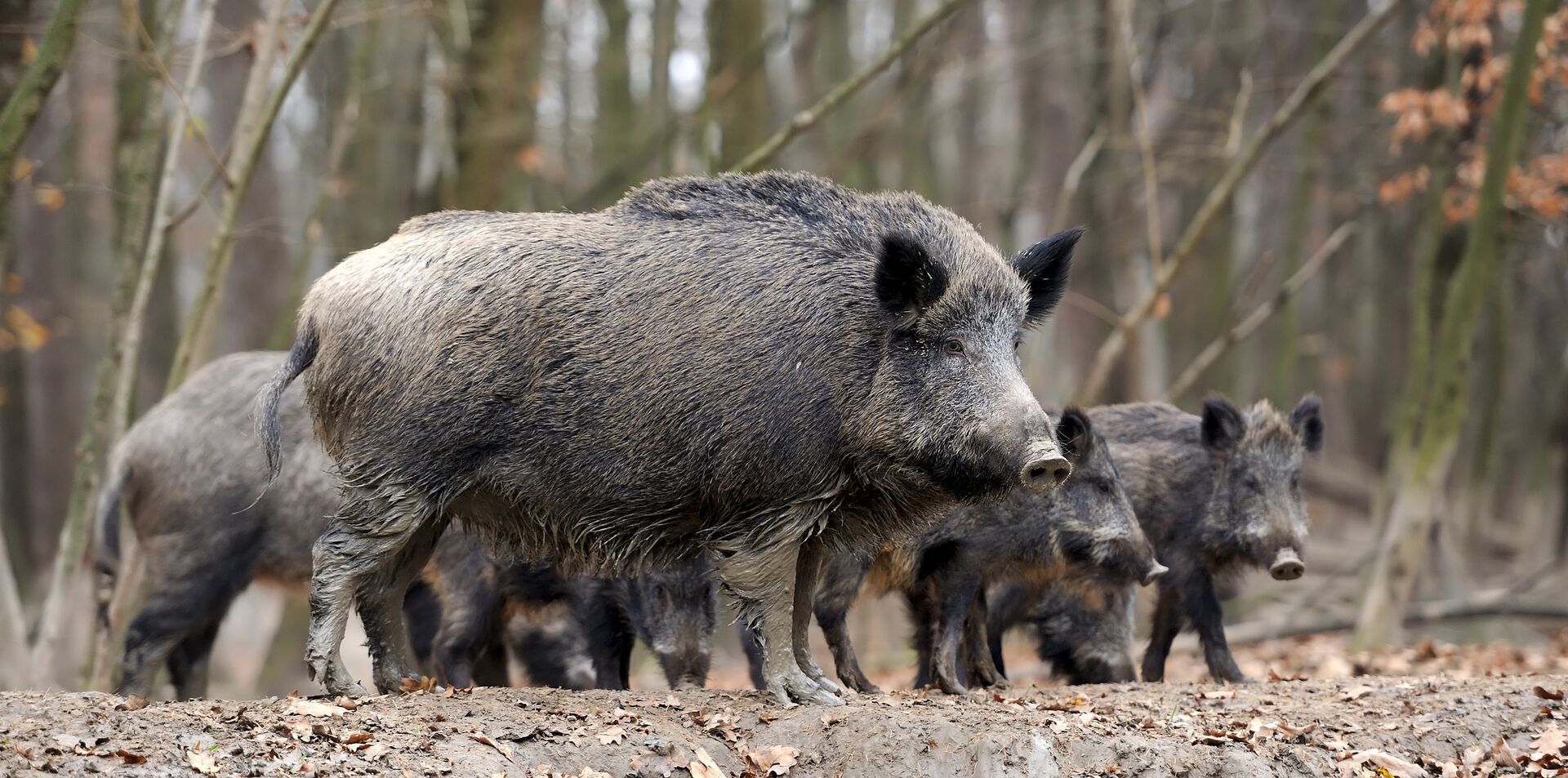 Several wild hogs standing in the dirt, hog hunting concept.
