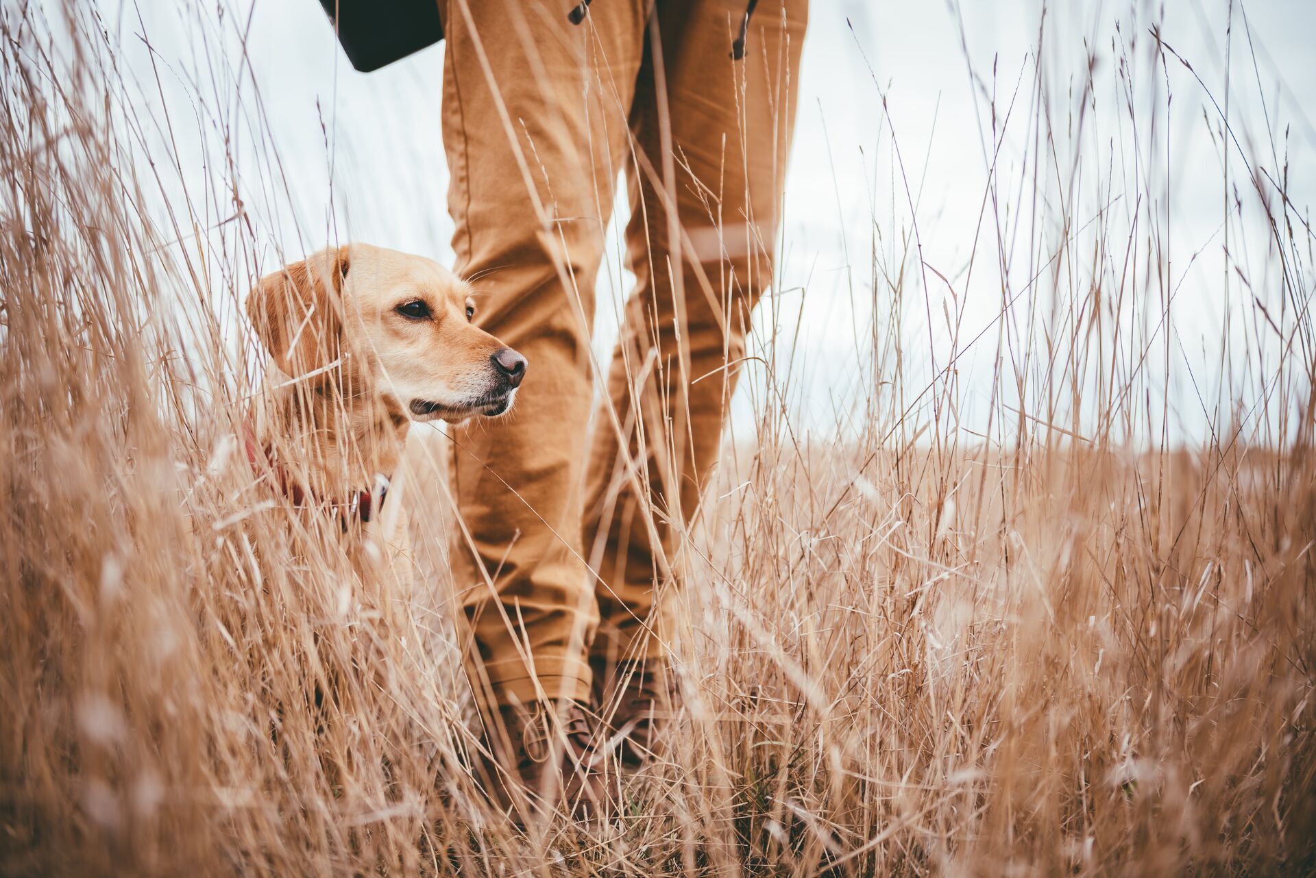 A hunting dog sits next to a hunter in tall grass.