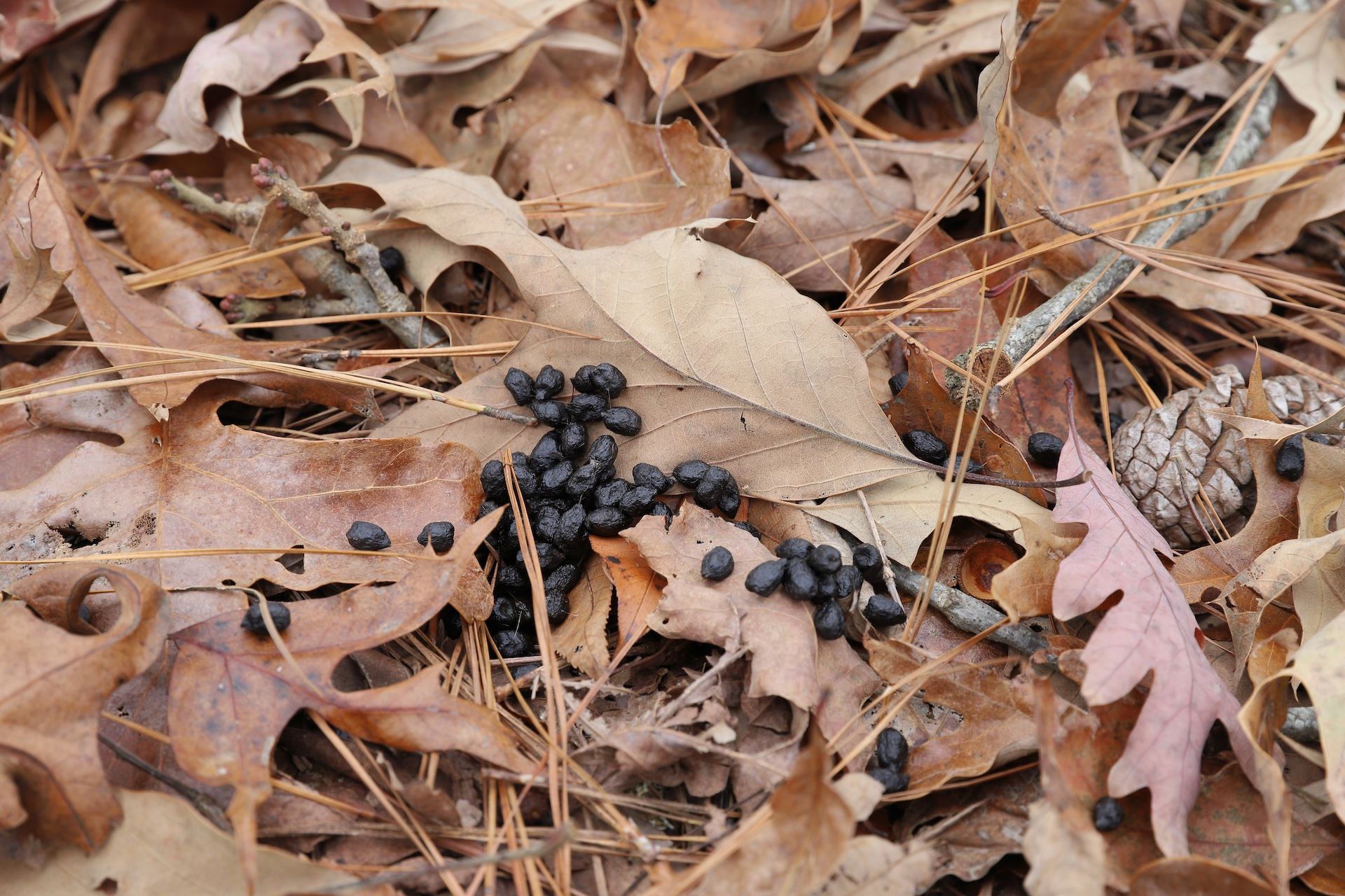 Pile of deer scat on leaves, how to identify deer droppings concept.