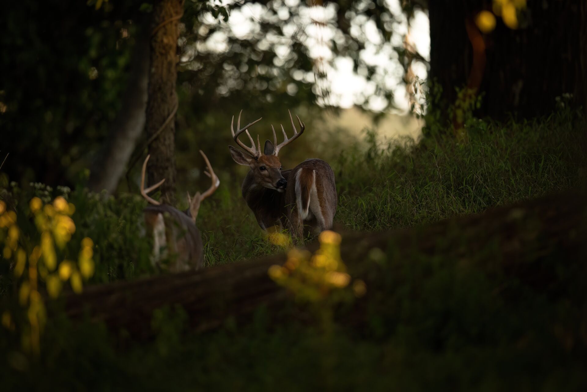Two bucks in the woods, best time to hunt pre-rut whitetail concept.