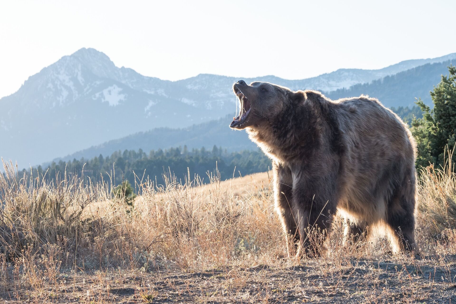A brown bear on a hill growling with mouth open, brown bear hunting concept.