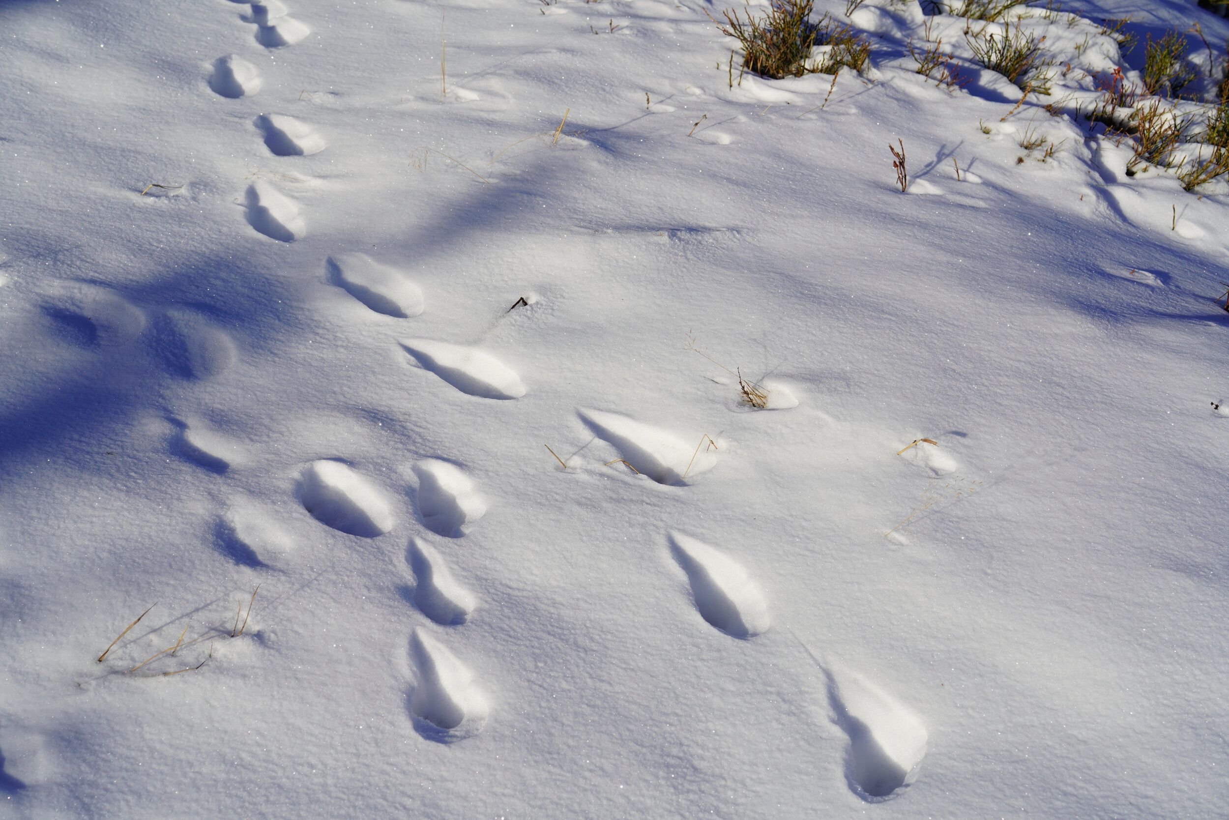 Rabbit tracks snow on the ground.