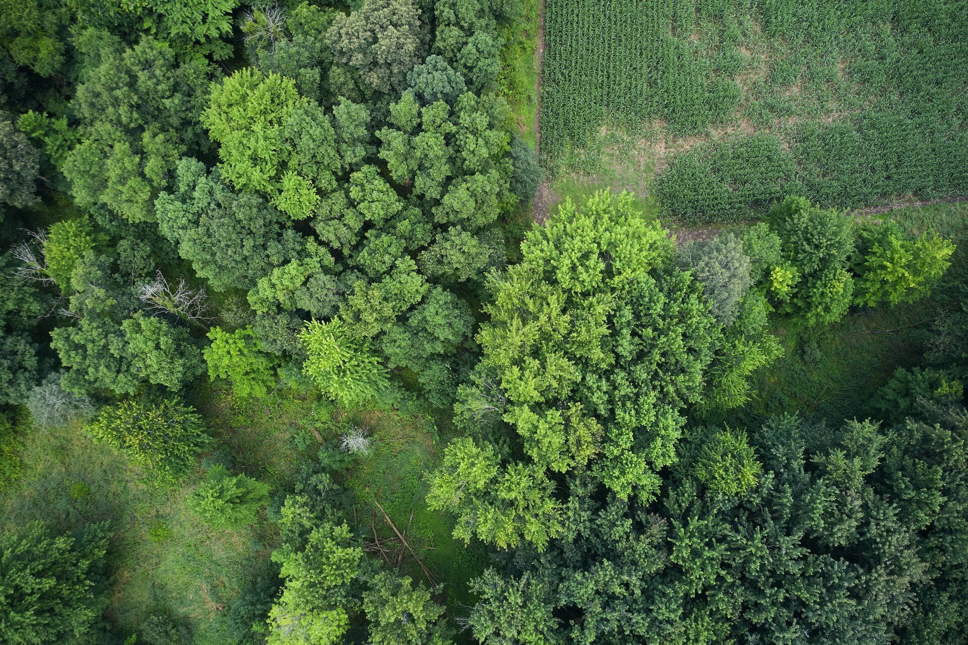Aerial view of hunting land, deer hunting season concept.