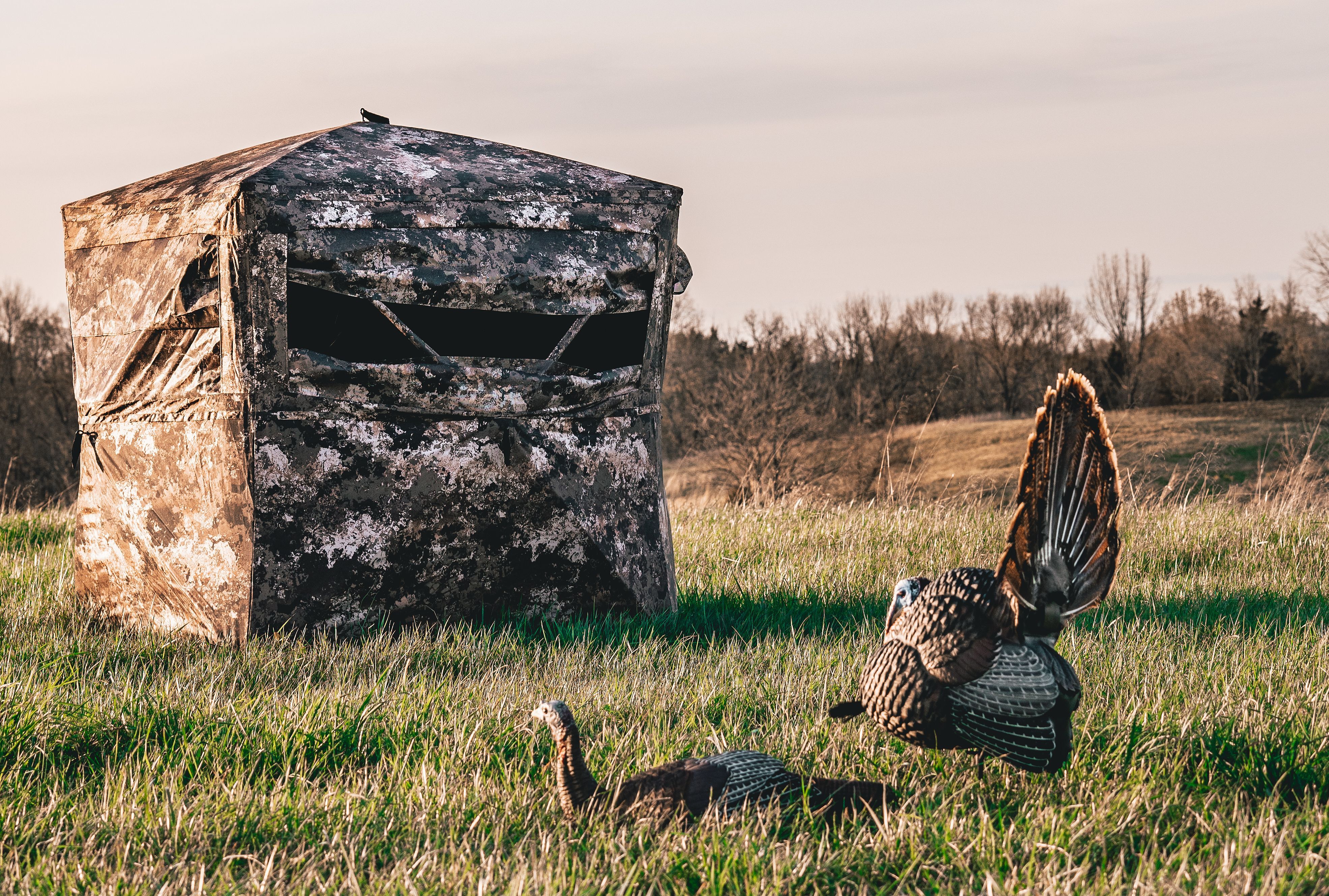 Turkeys near a hunting blind, turkey season in North Carolina concept.