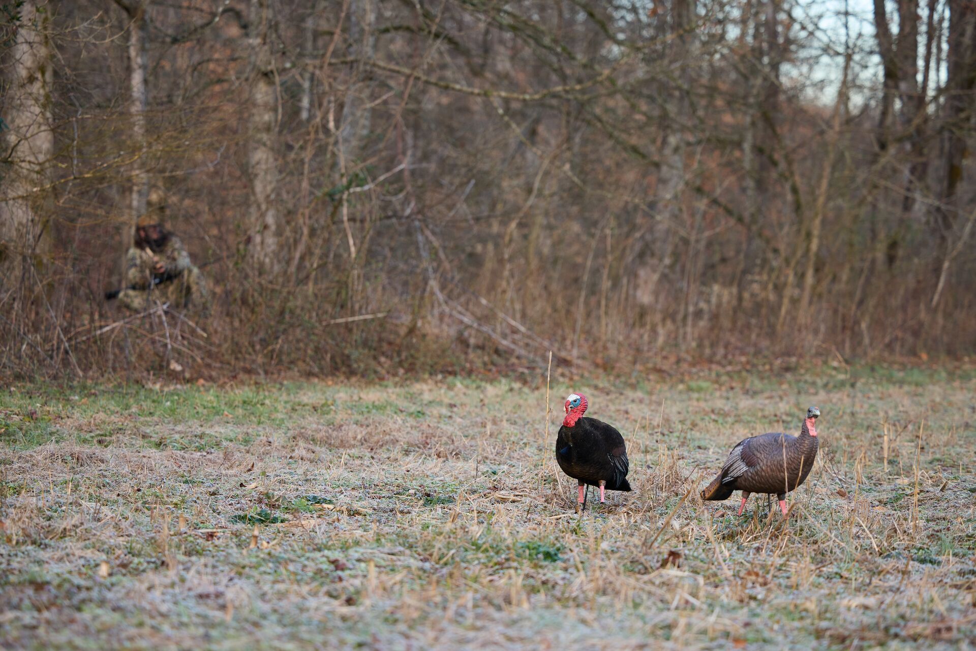 Two turkey decoys in a field with hunter in background, turkey decoy setup concept.