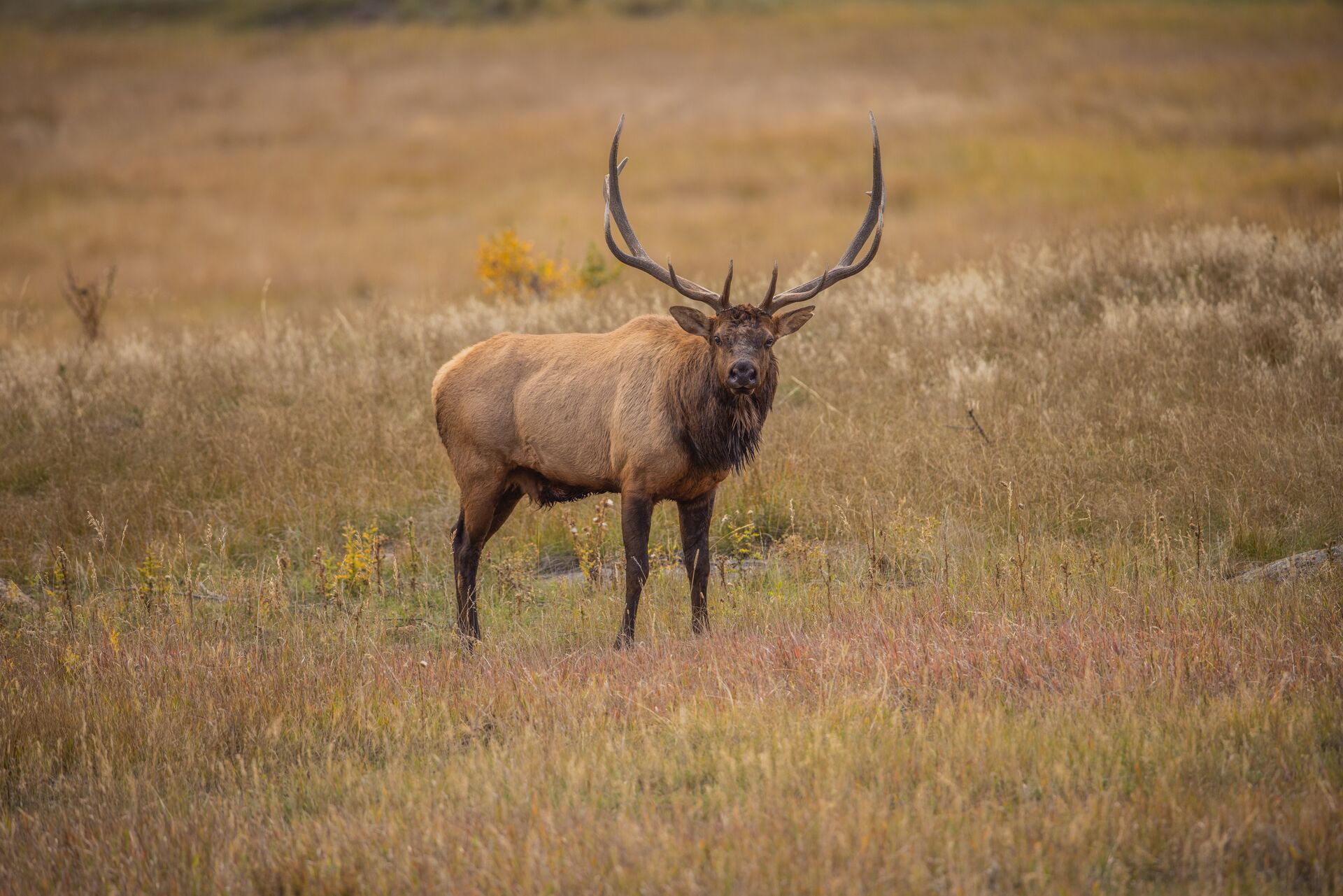Large bull elk in a field, how to find elk in Wyoming concept.