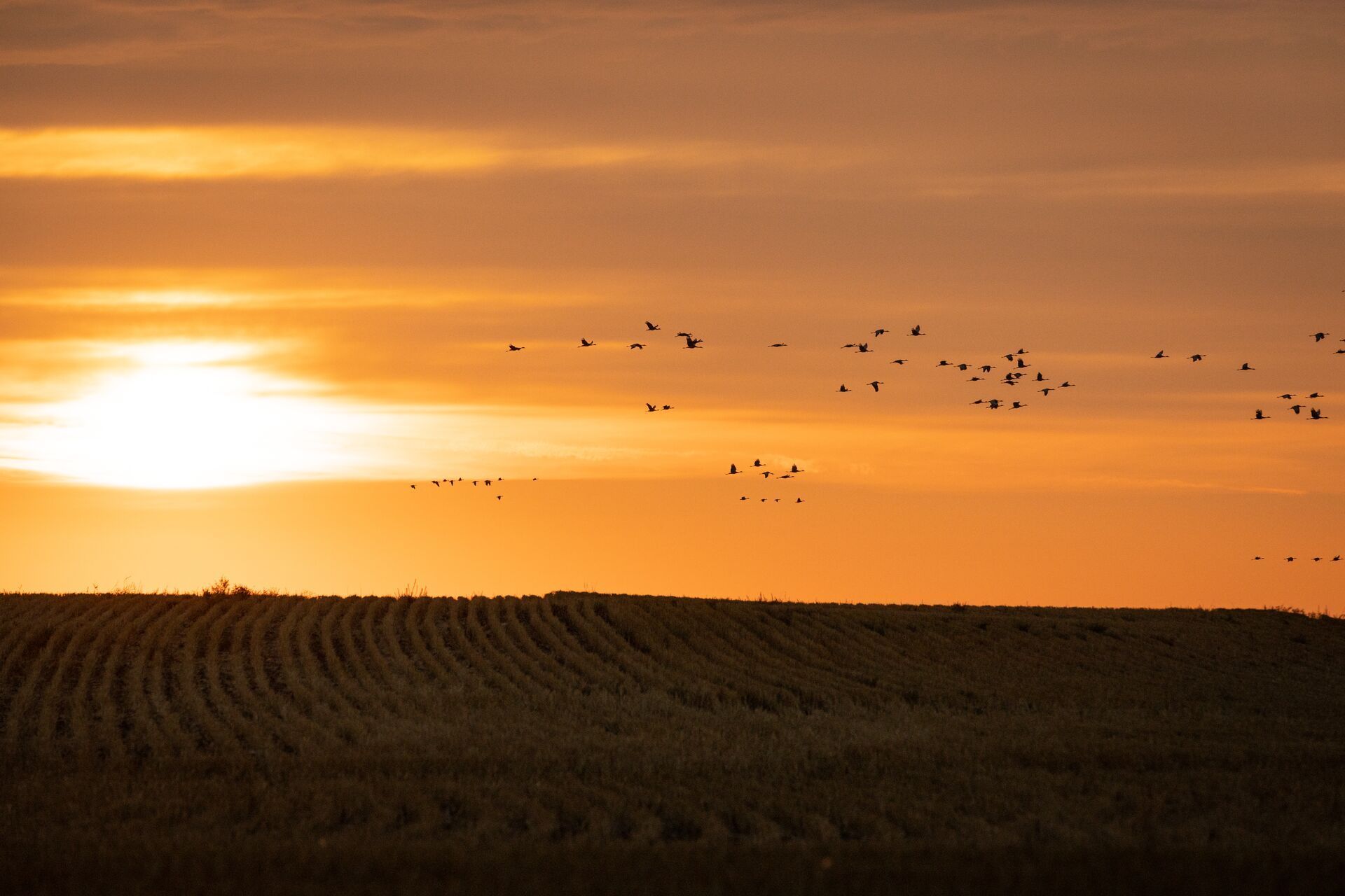 Ducks flying at sunrise.