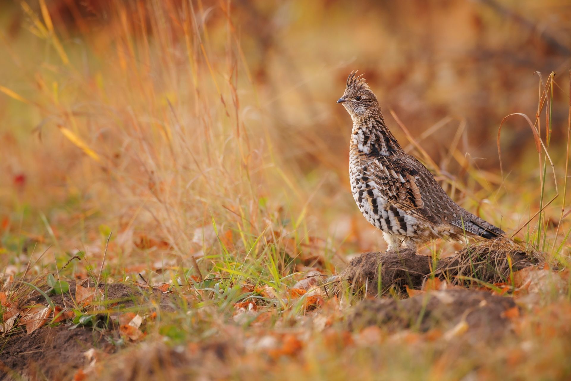 Grouse blending into the grass, grouse hunting concept.