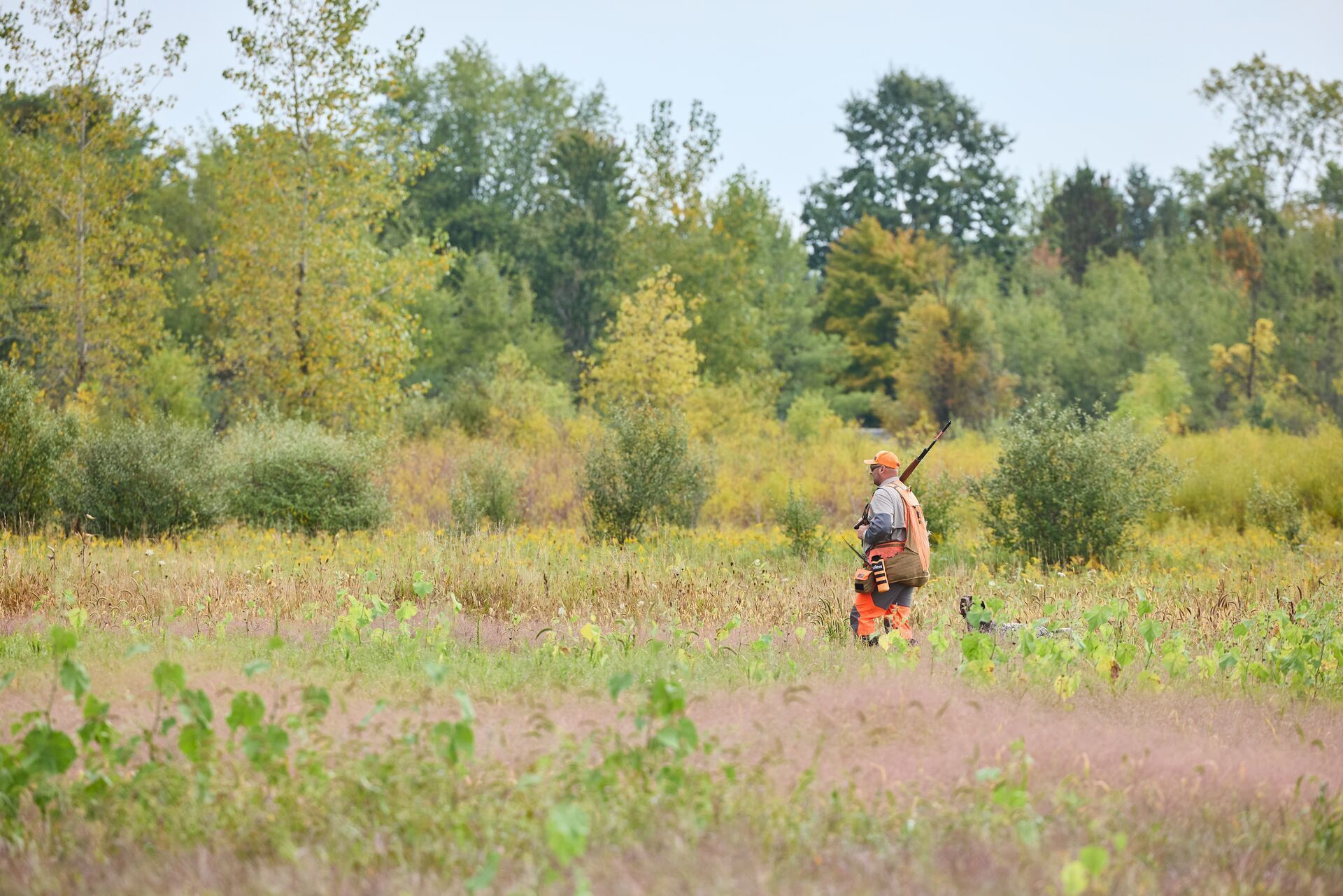 Hunter with shotgun and dog in field, pheasant hunting public land Colorado concept.
