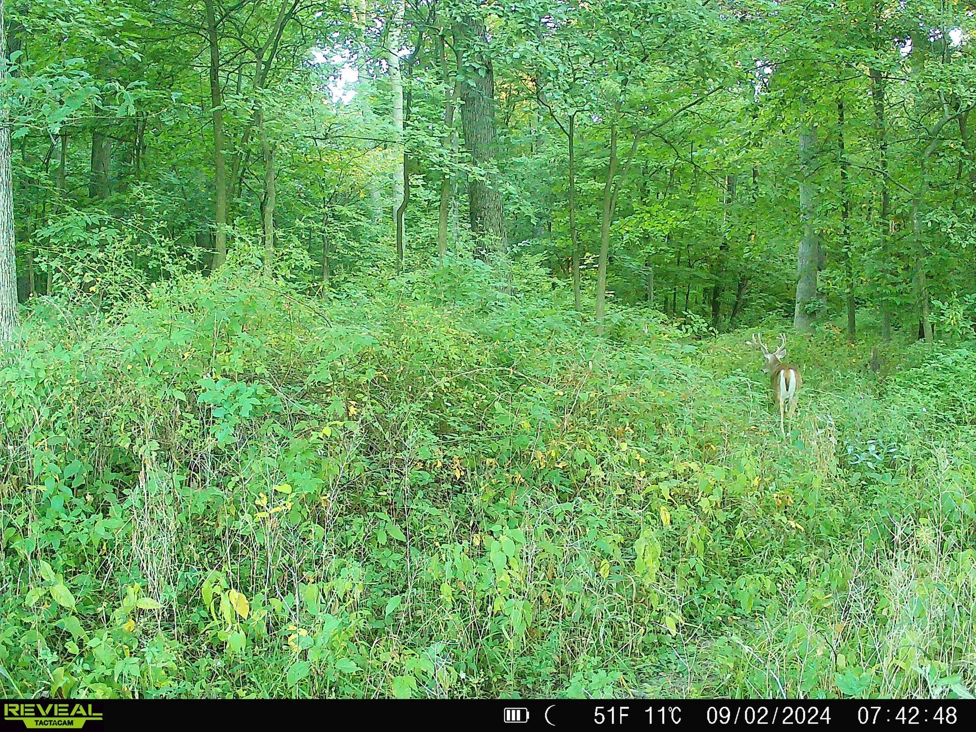 A deer walks by a camera.