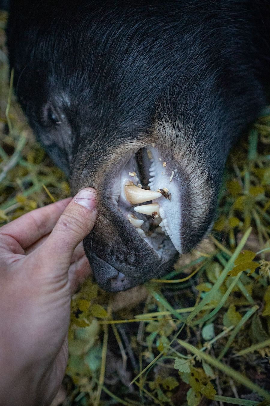 Close-up of bear teeth, where to shoot a bear concept.