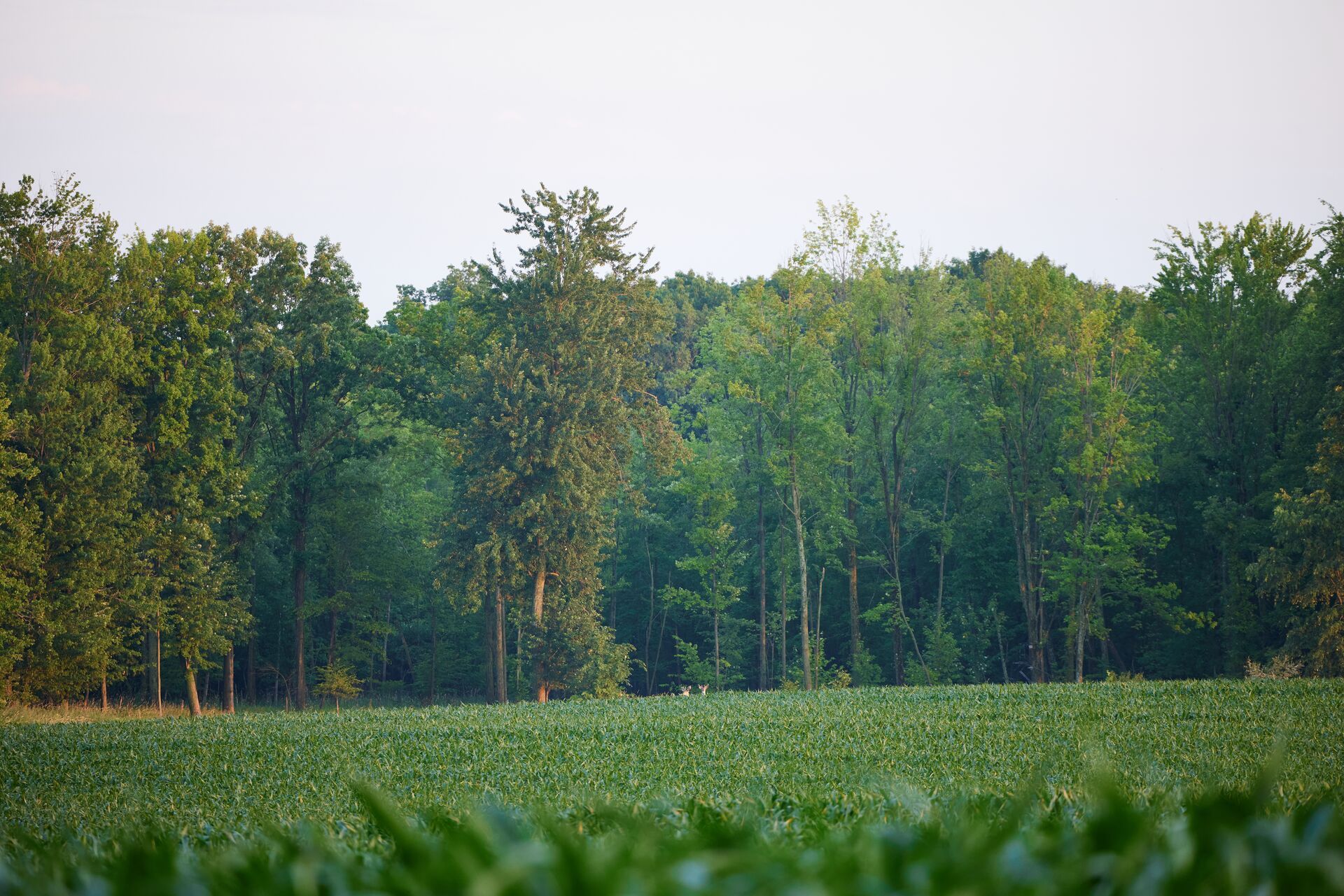 Wide view of a food plot with deer in the distance.