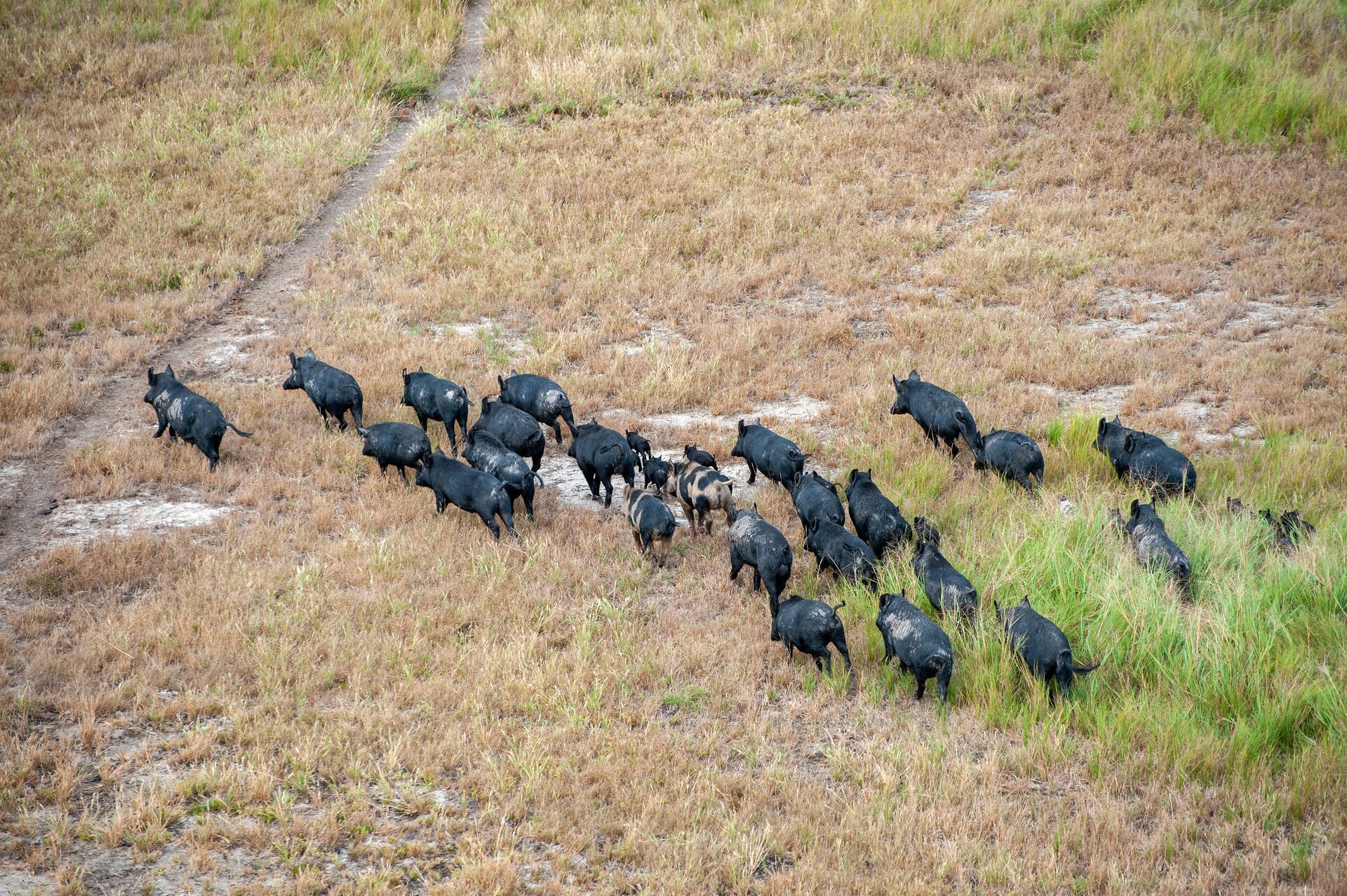 Wild hogs in a group walking across a field, seen from above.