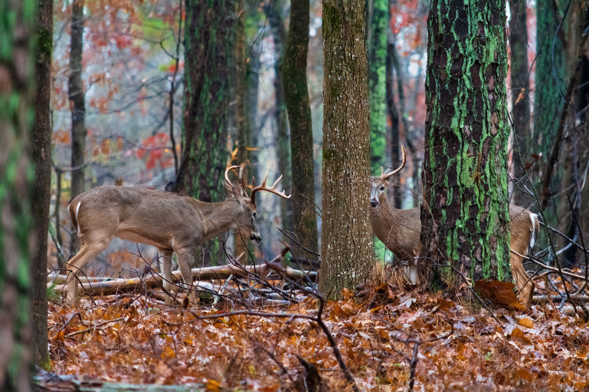 Two whitetail bucks in the trees, Georgia deer season concept.