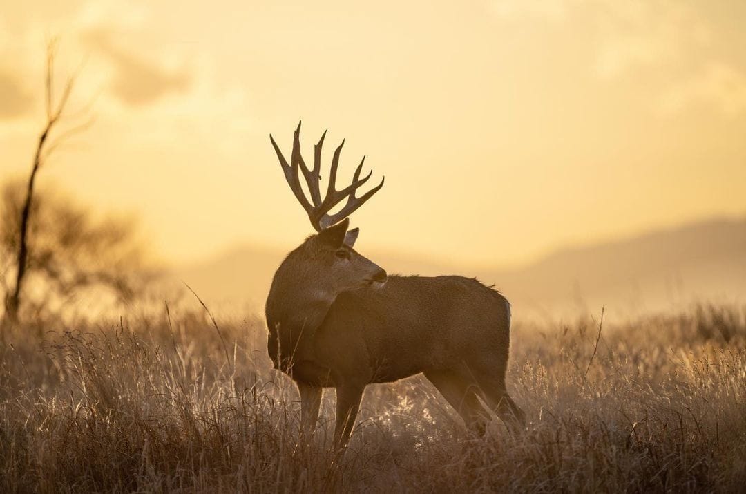 A trophy buck at dusk.