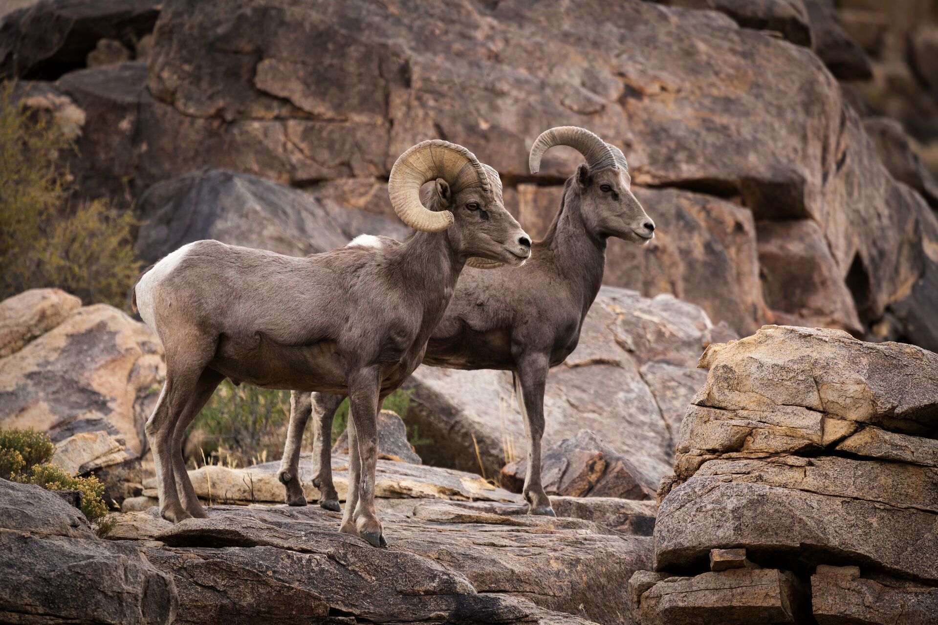 Two bighorn sheep standing on rocks, North Dakota hunting concept.