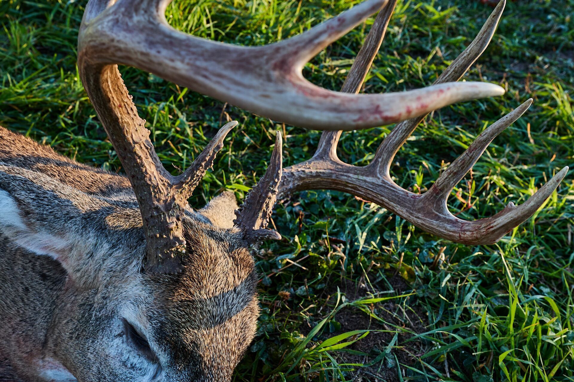 Close-up of antlers on a buck on the ground, where do deer drop their antlers concept.