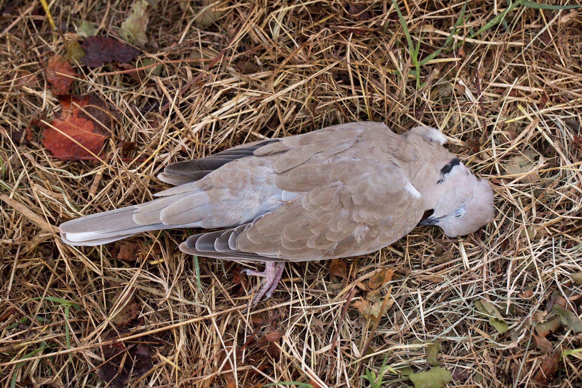 A dove on the ground after a hunt, when is dove season in Georgia concept.