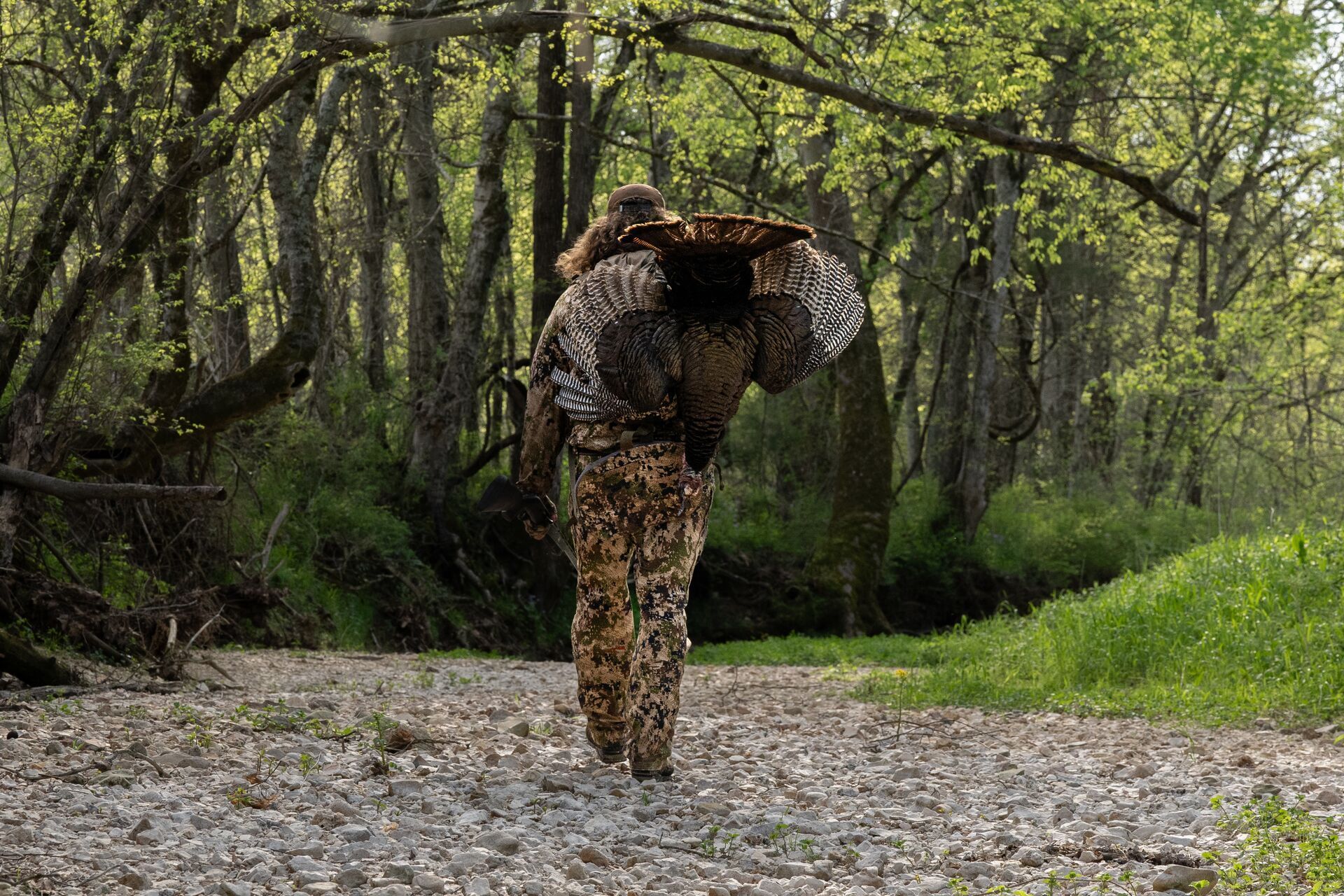 Hunter carries a turkey through the woods, Rhode Island turkey hunting concept.