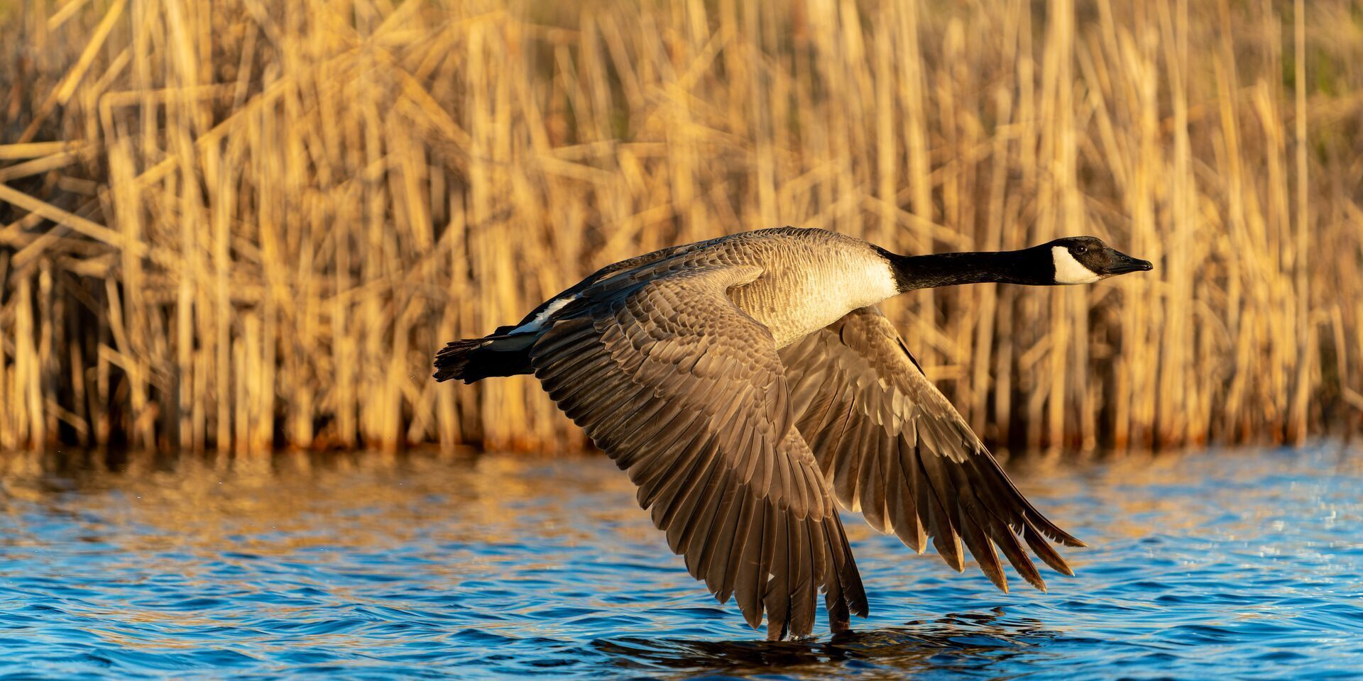 A Canada goose takes flight over water, Delaware goose season concept.