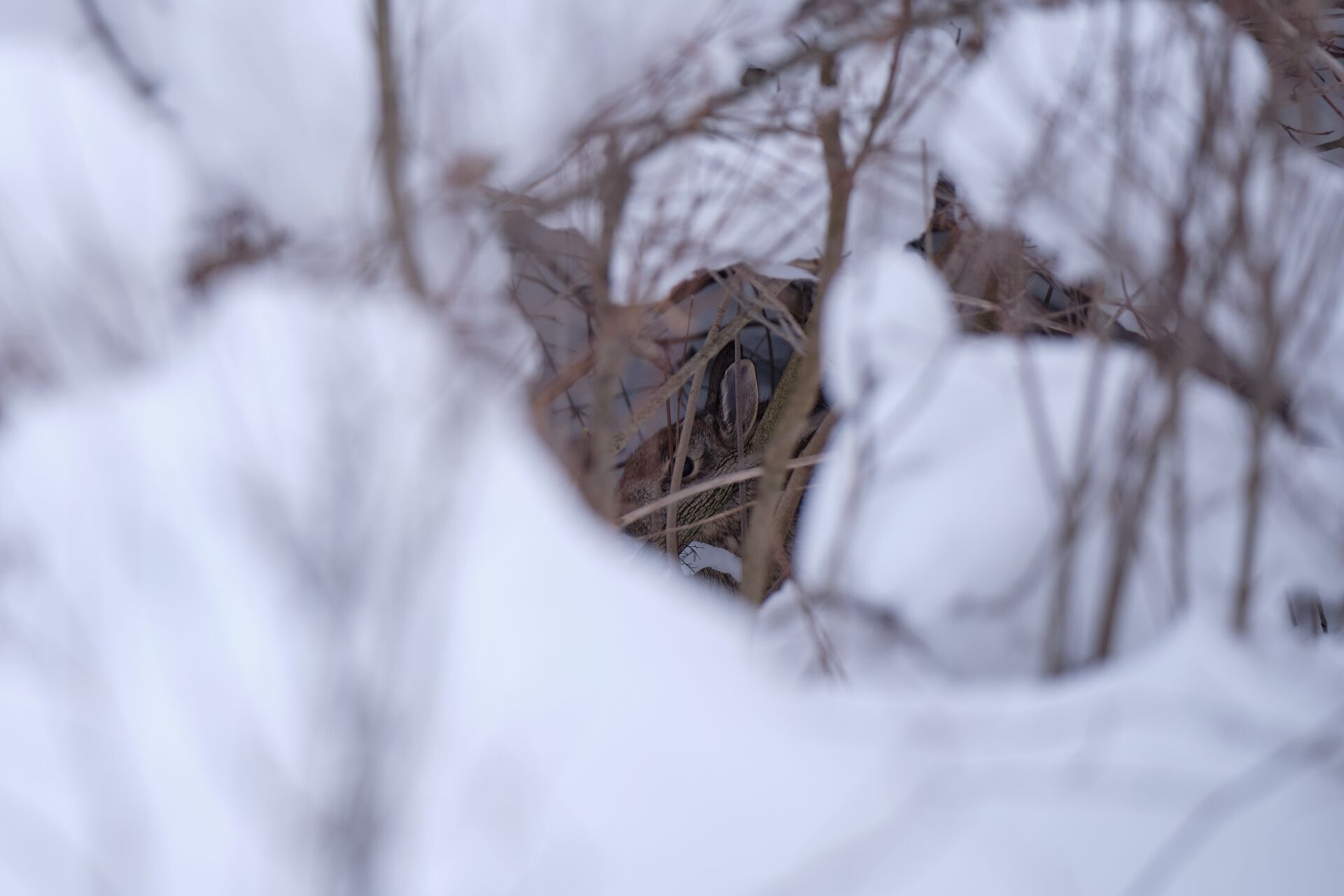 Rabbit in snowy den, winter rabbit hunting concept.