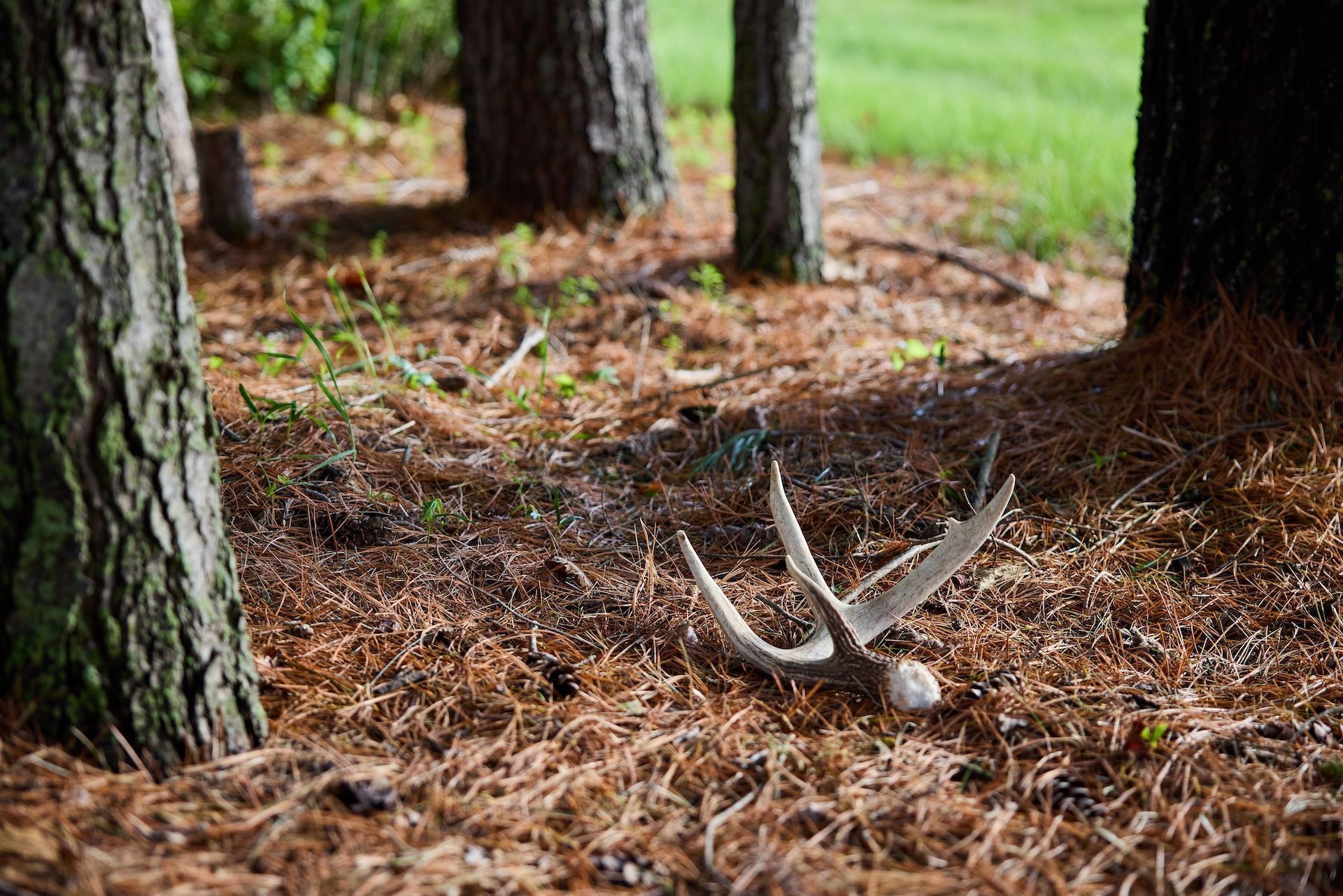 Shed antlers on the ground in the woods, learn shed hunting strategies concept.