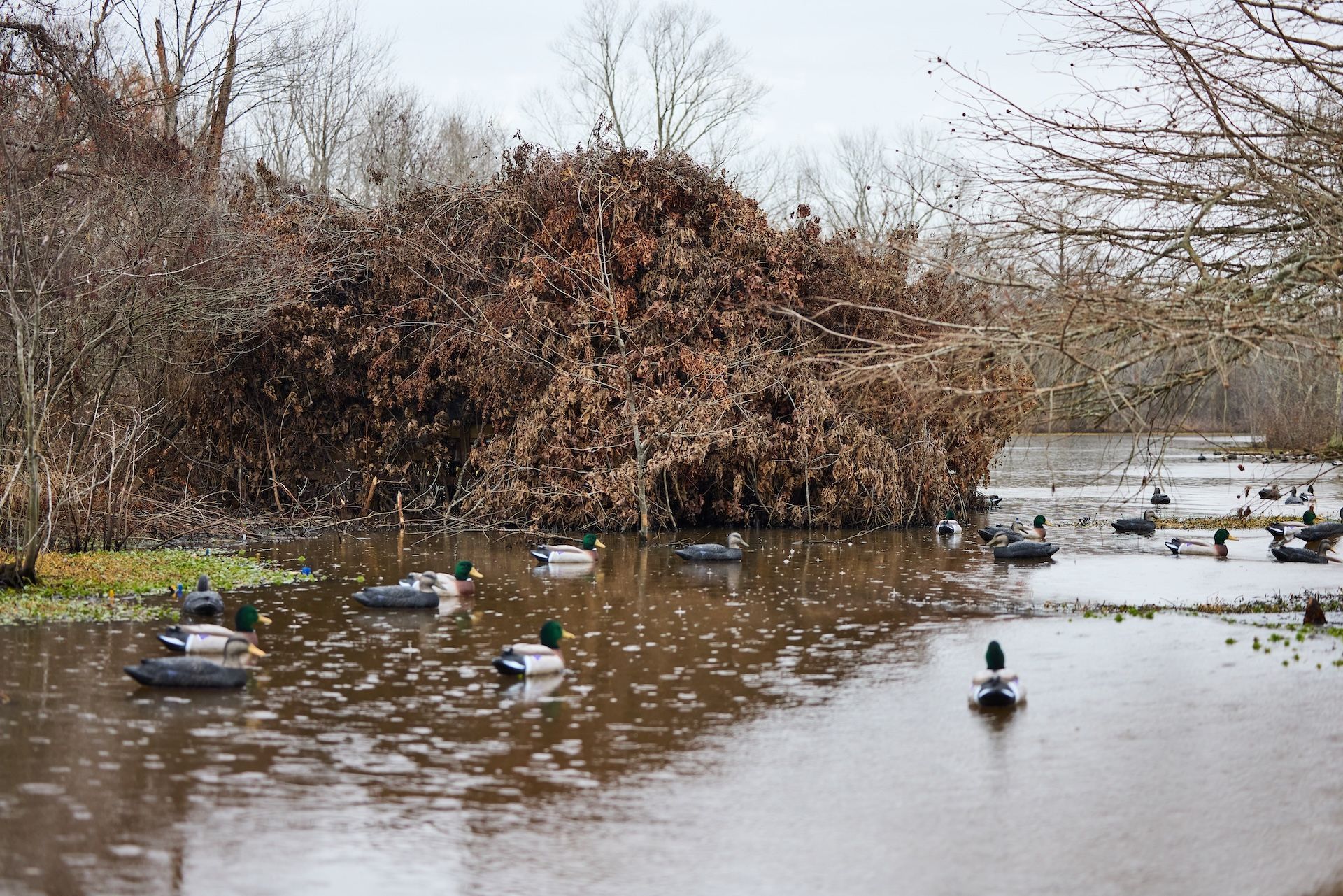 Duck decoys on the water, duck hunting gear list concept.