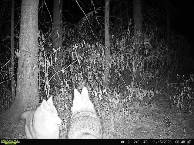 Two coyotes on trail cam image, how to find a coyote den concept.