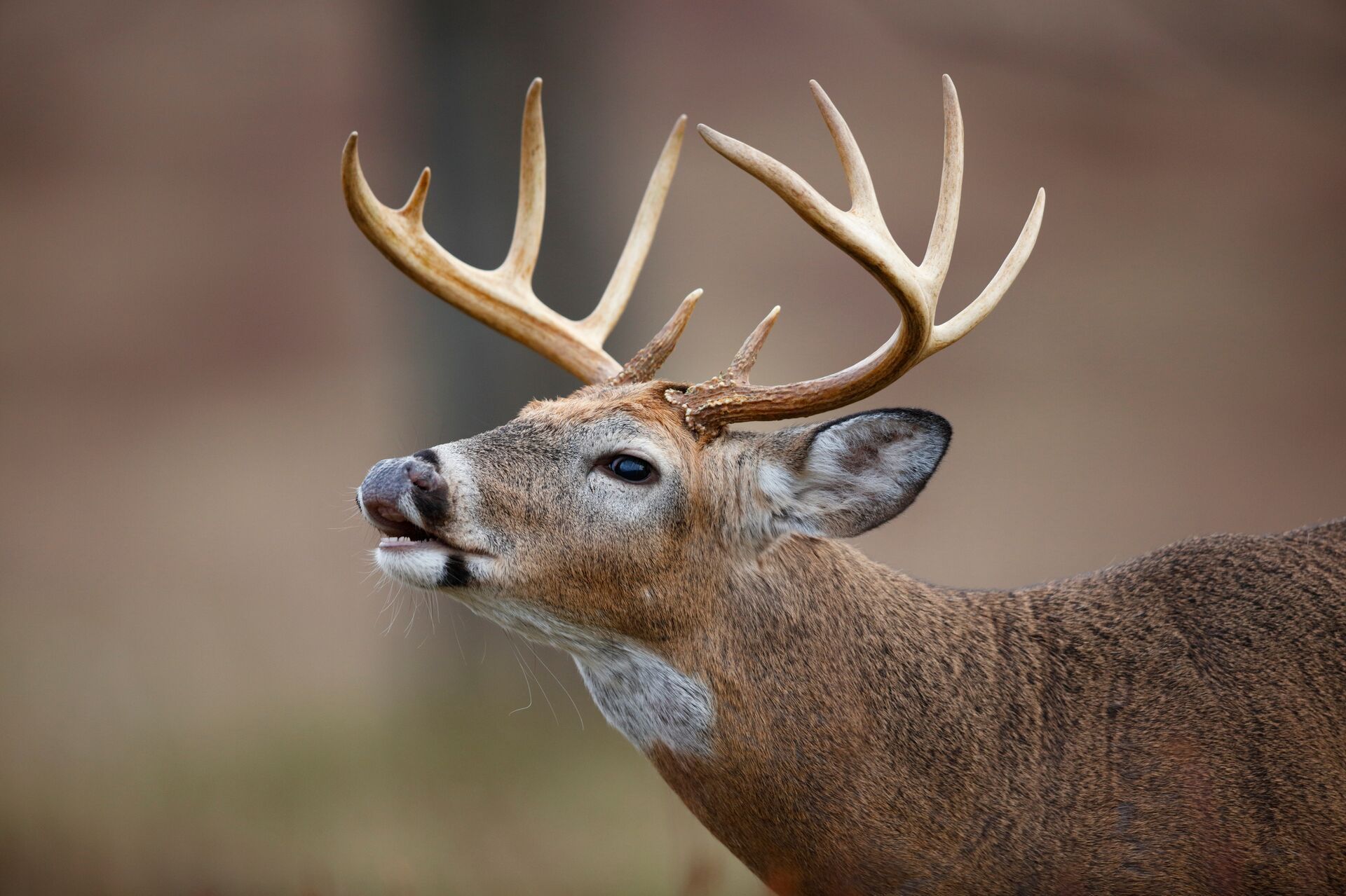 Close-up of a whitetail buck, Tennessee deer hunting season concept.