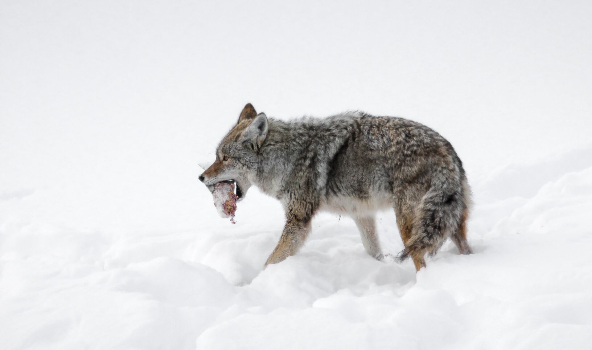 A coyote walks in the snow while carrying something in its mouth.