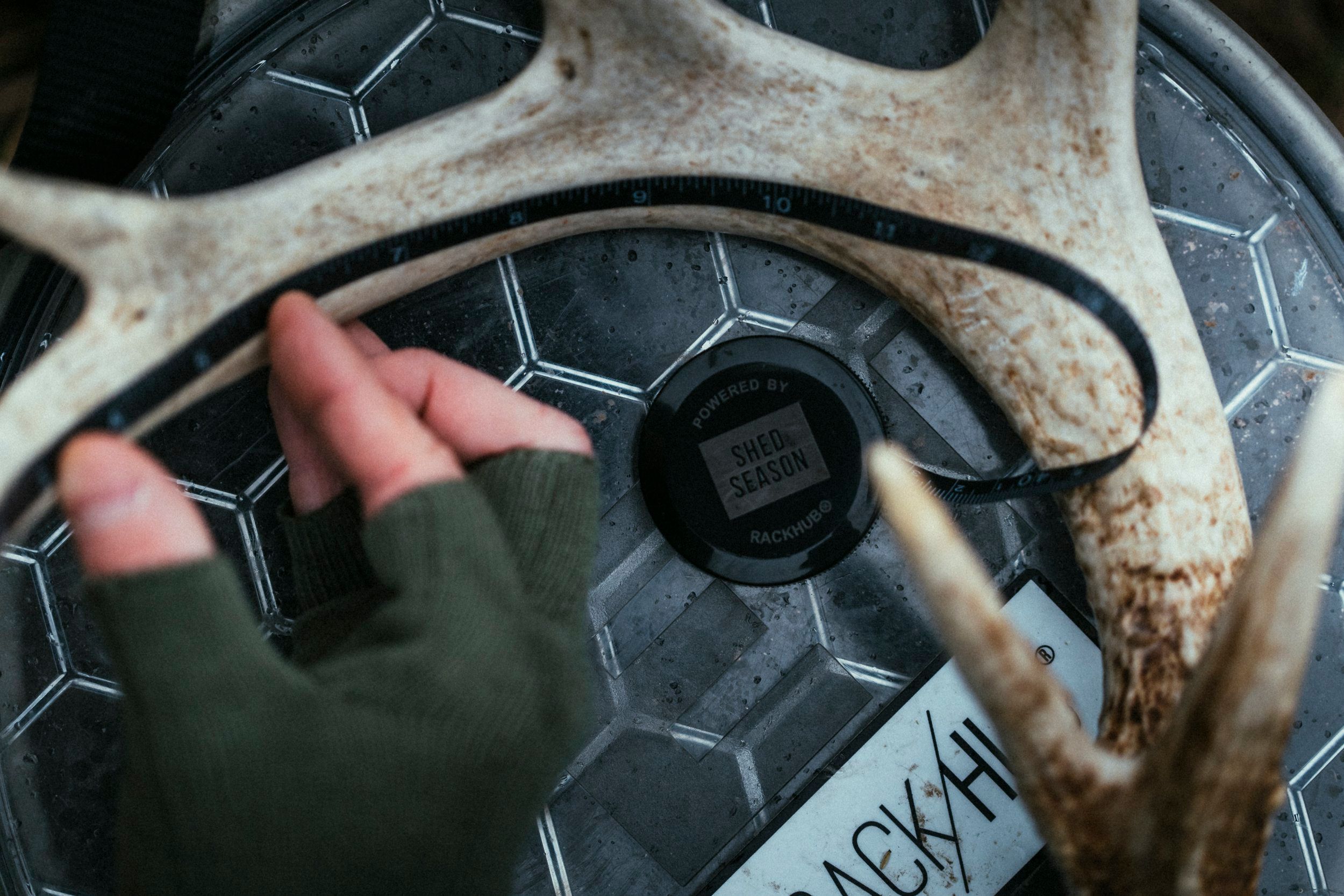Close-up of measuring shed antlers.