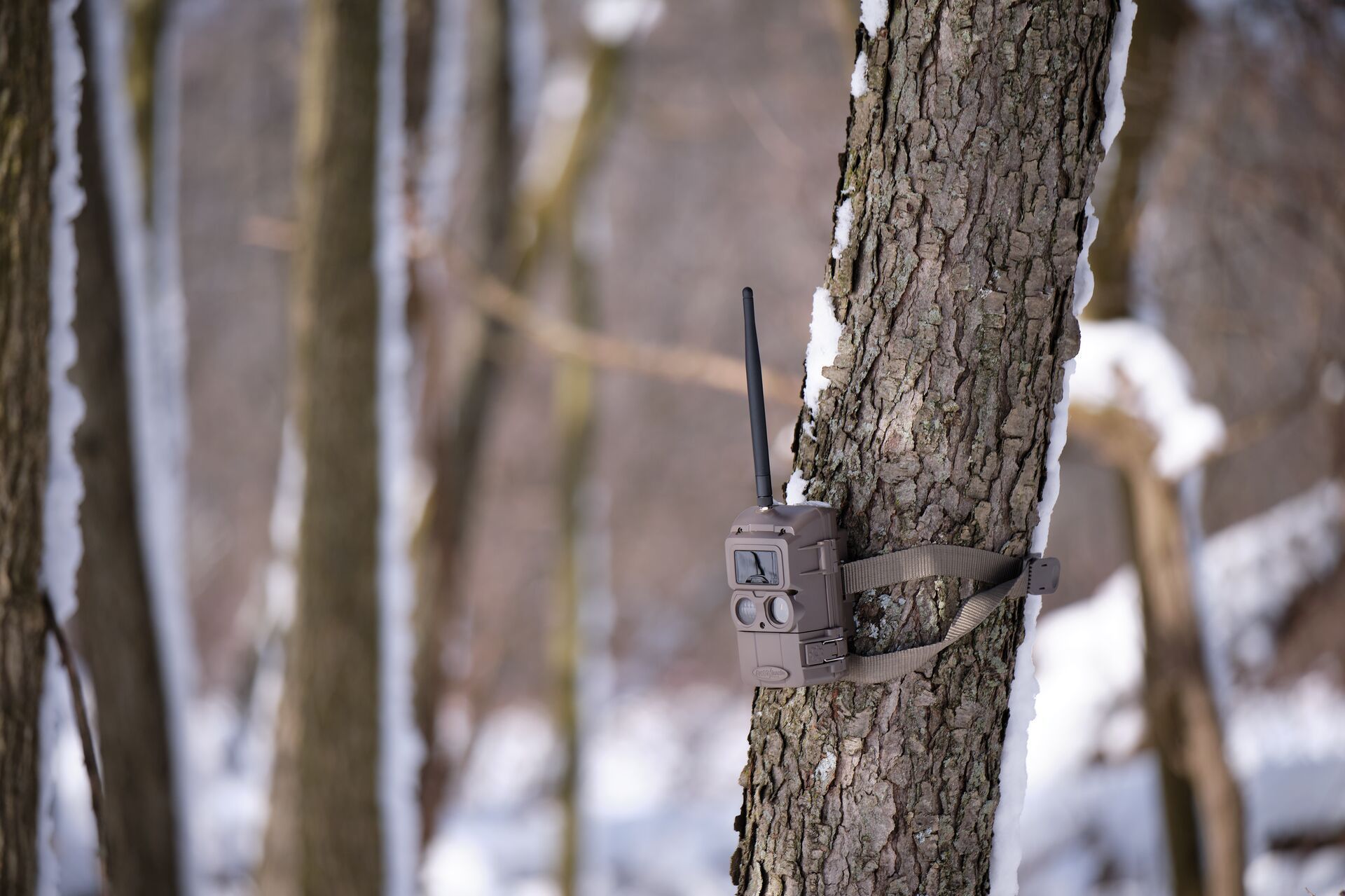 A trail camera strapped to a tree, use cameras to scout concept.