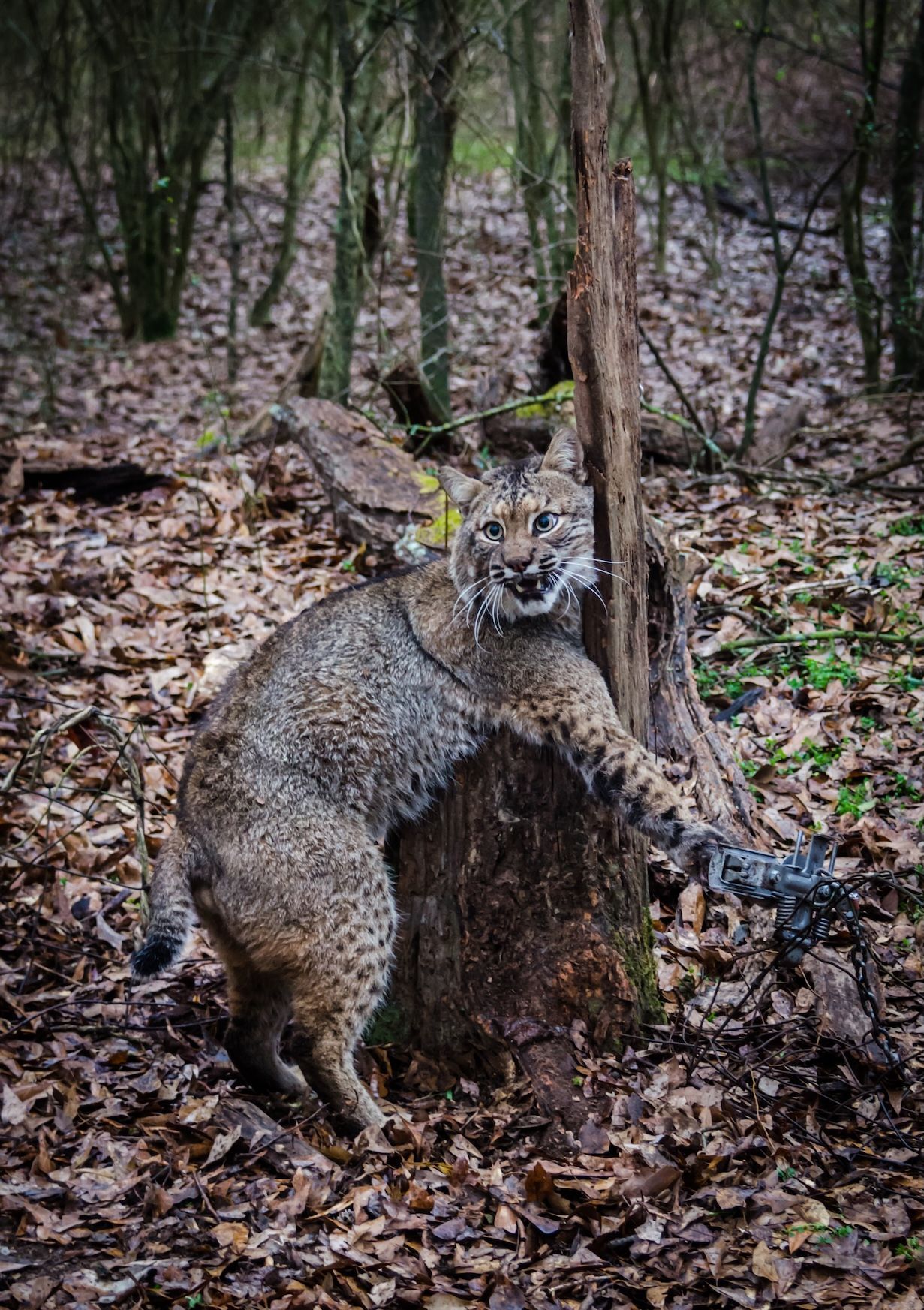 FGBLOG bobcat in trap.jpeg