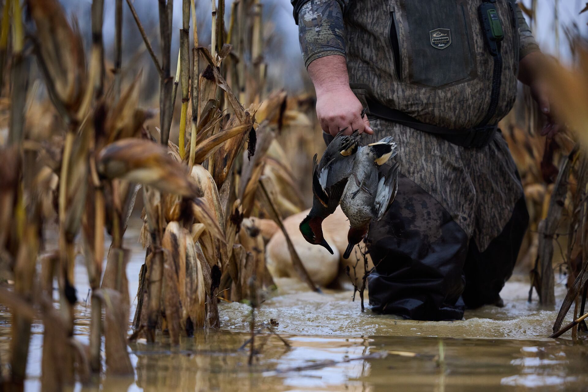 A hunter holds two ducks while in the water during a hunt, duck hunting season Connecticut concept.