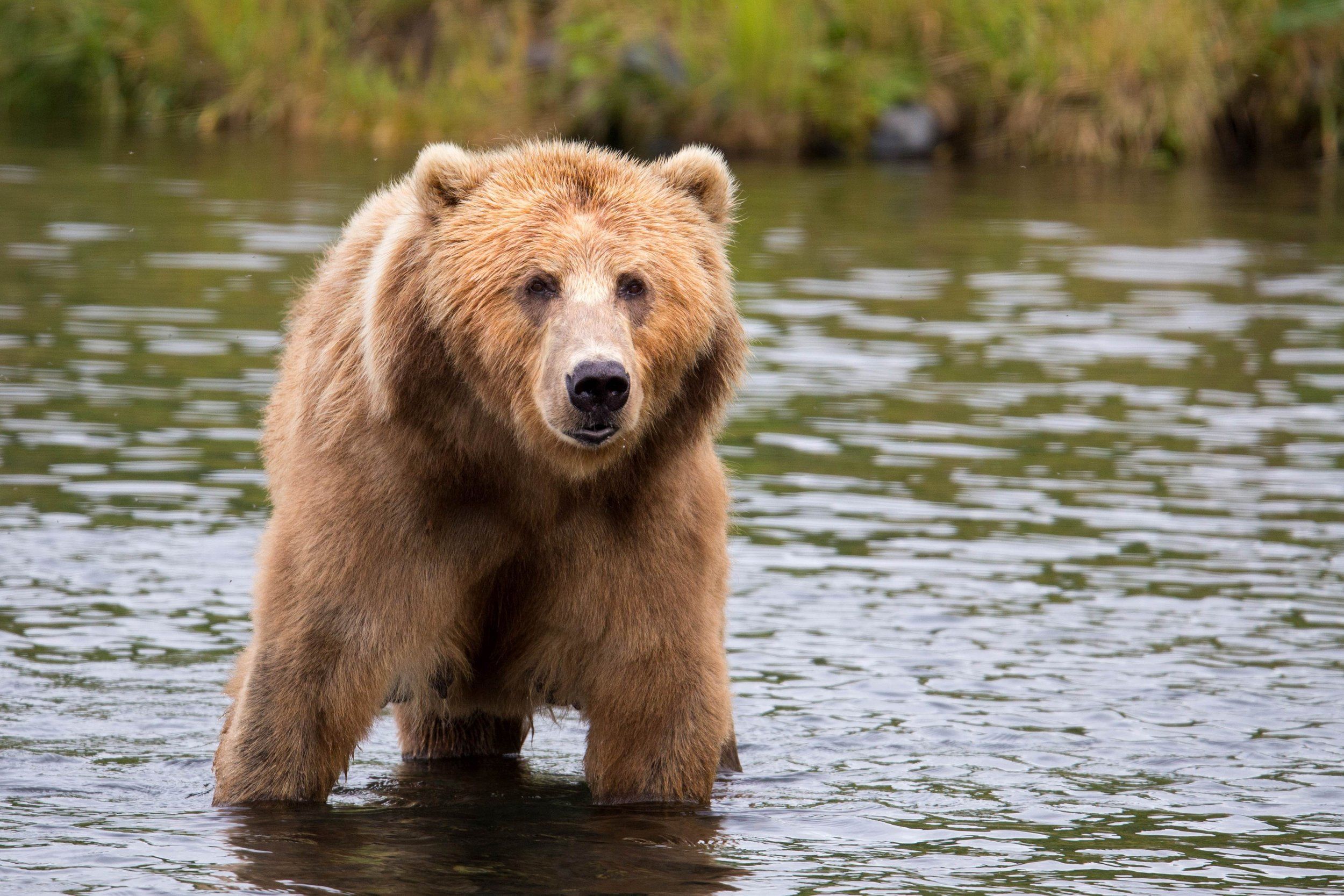A brown bear in the water, bear hunting concept.