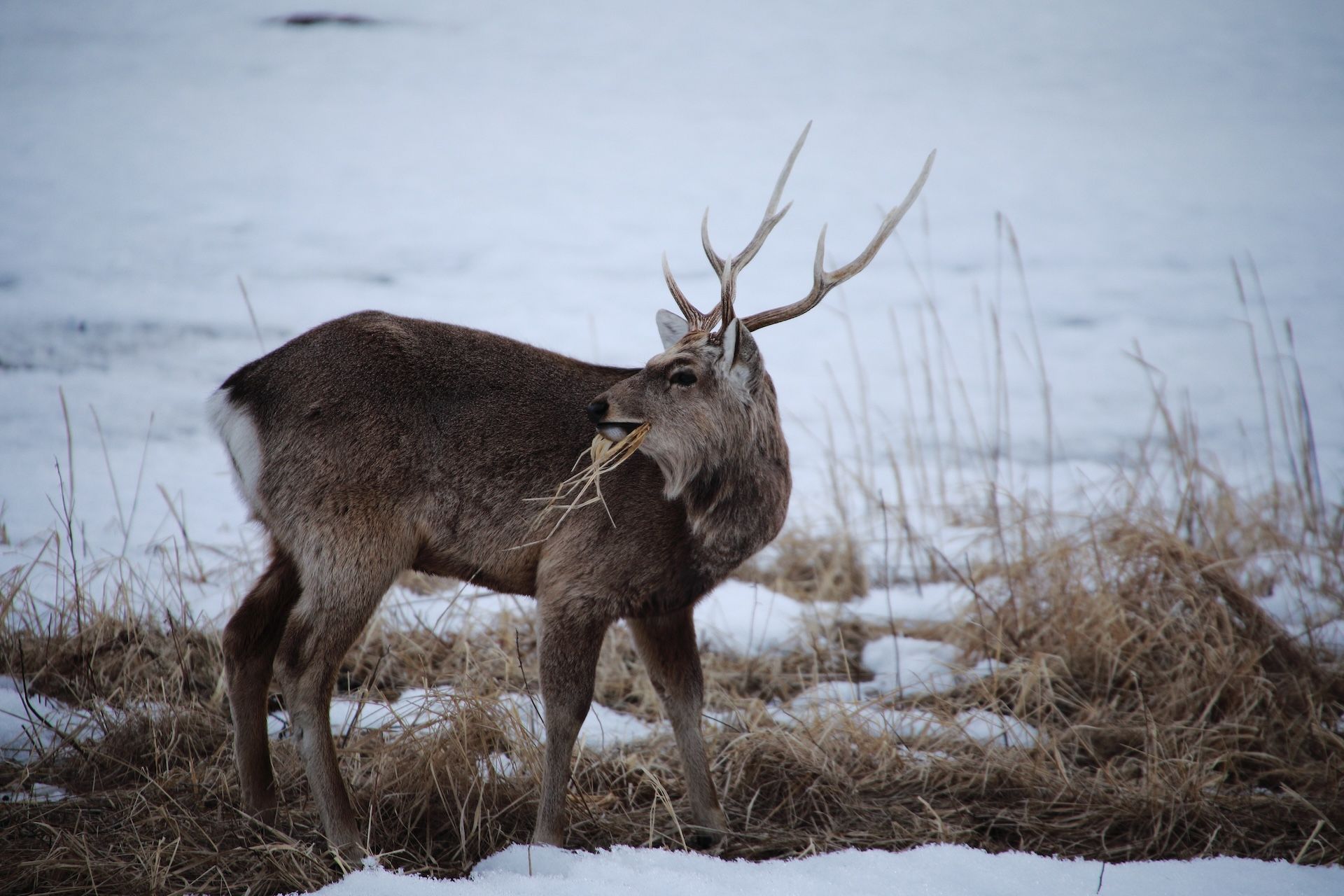 A Sika deer buck eats brush in a snowy field, hunt Sika deer Maryland concept.