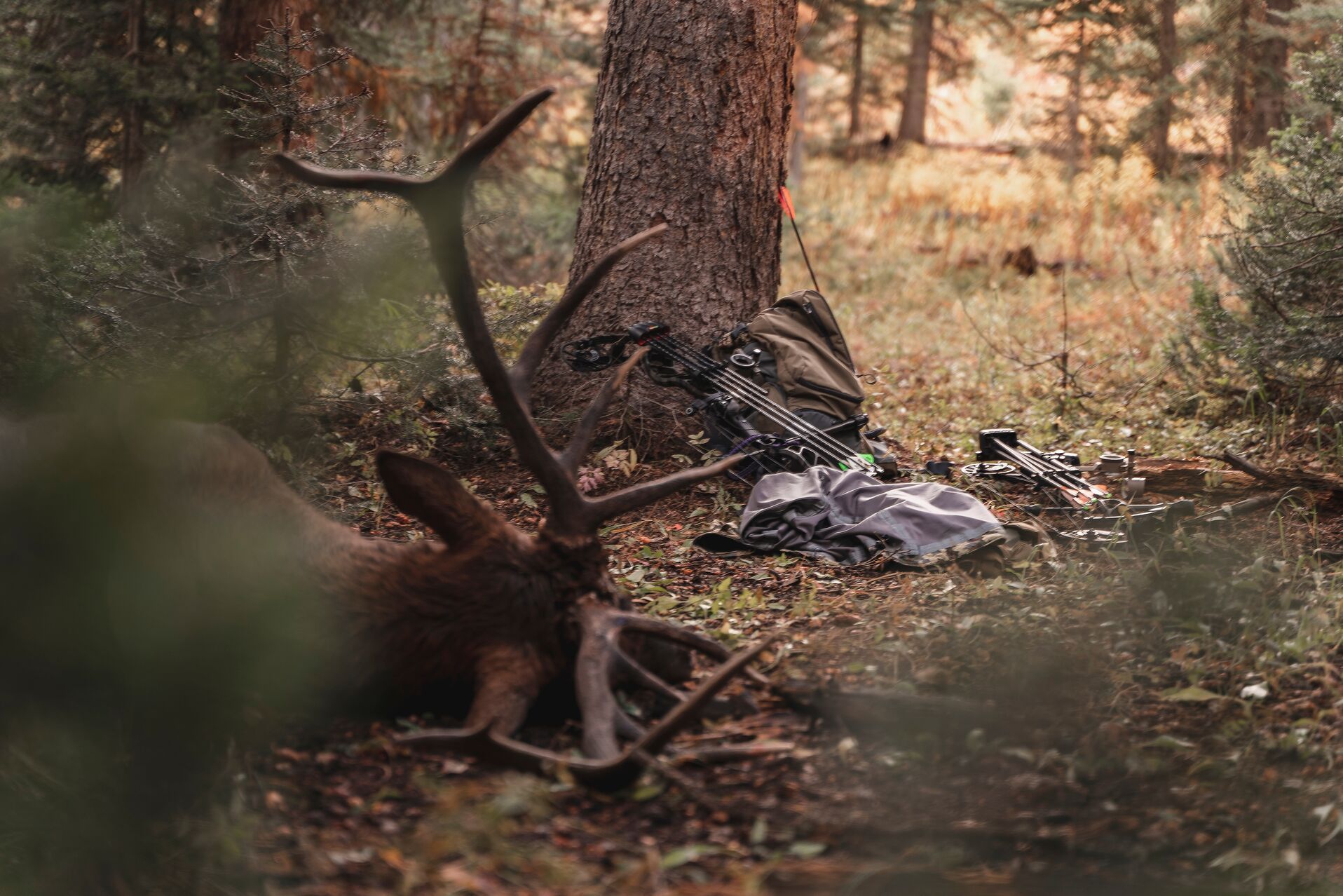 View of a downed deer