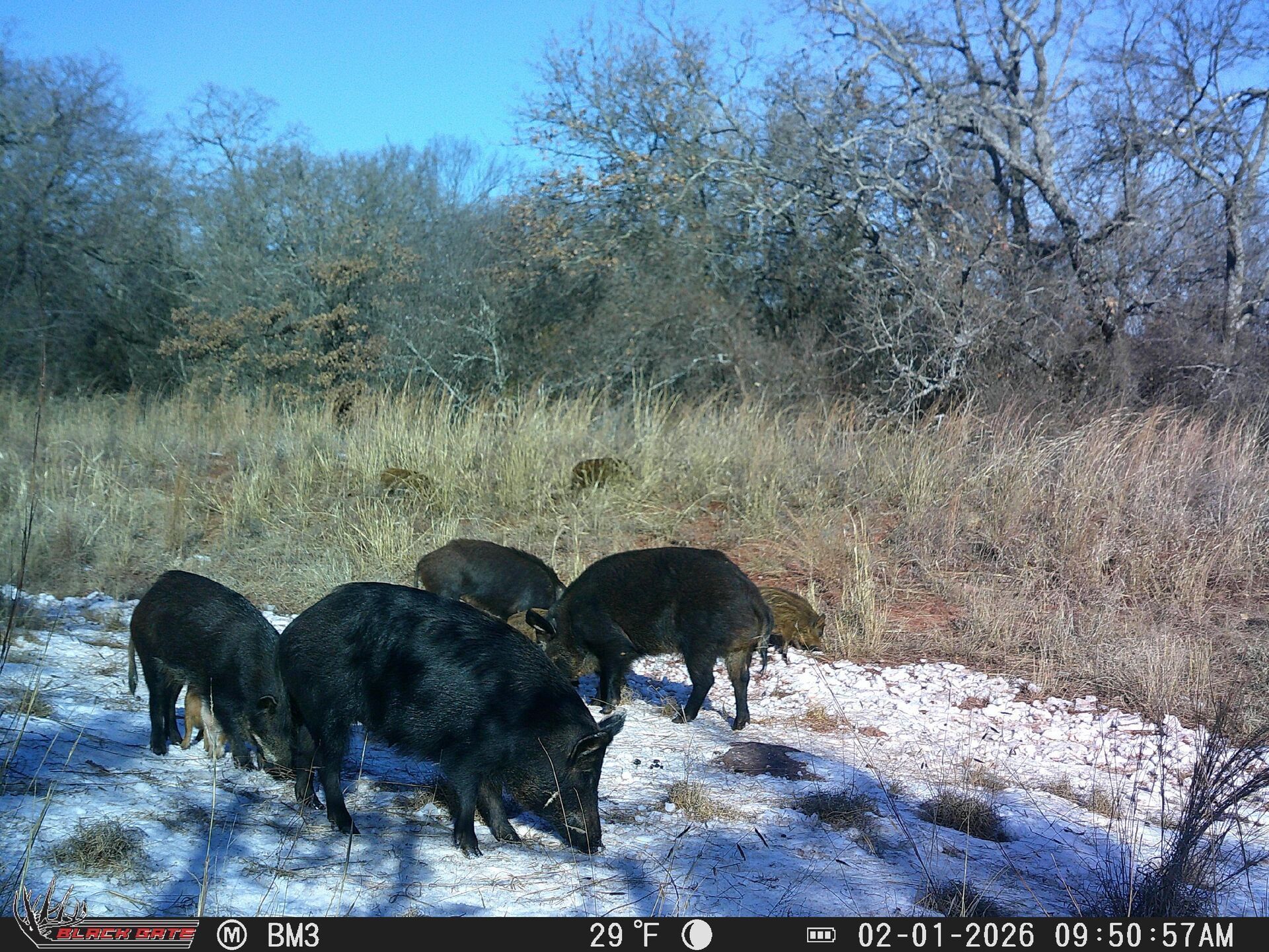 Hogs on a trail camera image, public land hog hunting concept.