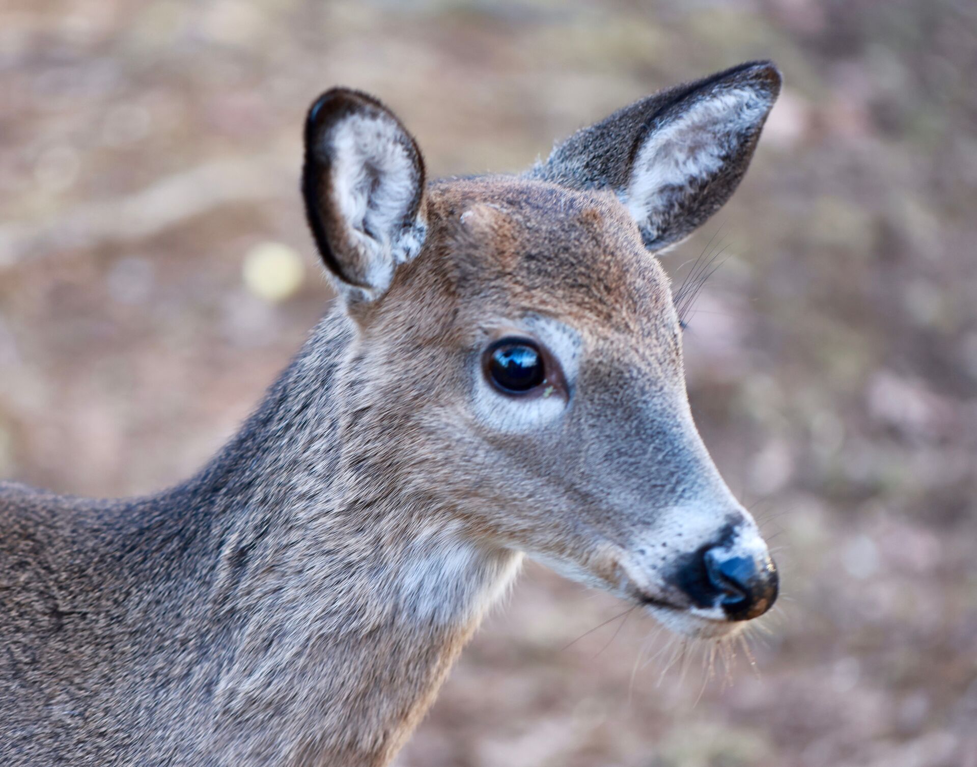 Close-up of a button buck