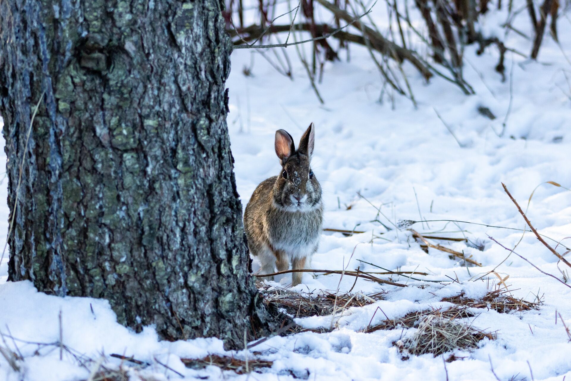 Rabbit next to tree in the snow, how to hunt rabbits in the woods concept.