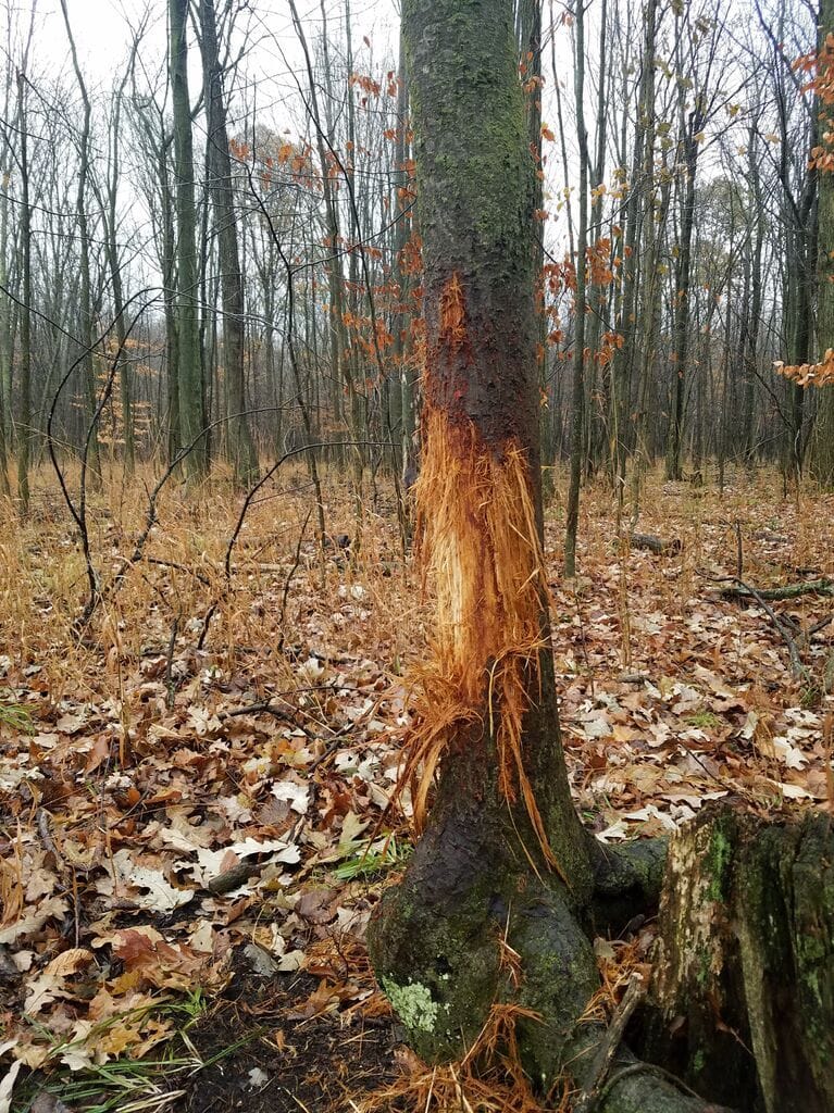 A deer rub on a tree in the woods, deer sign concept.