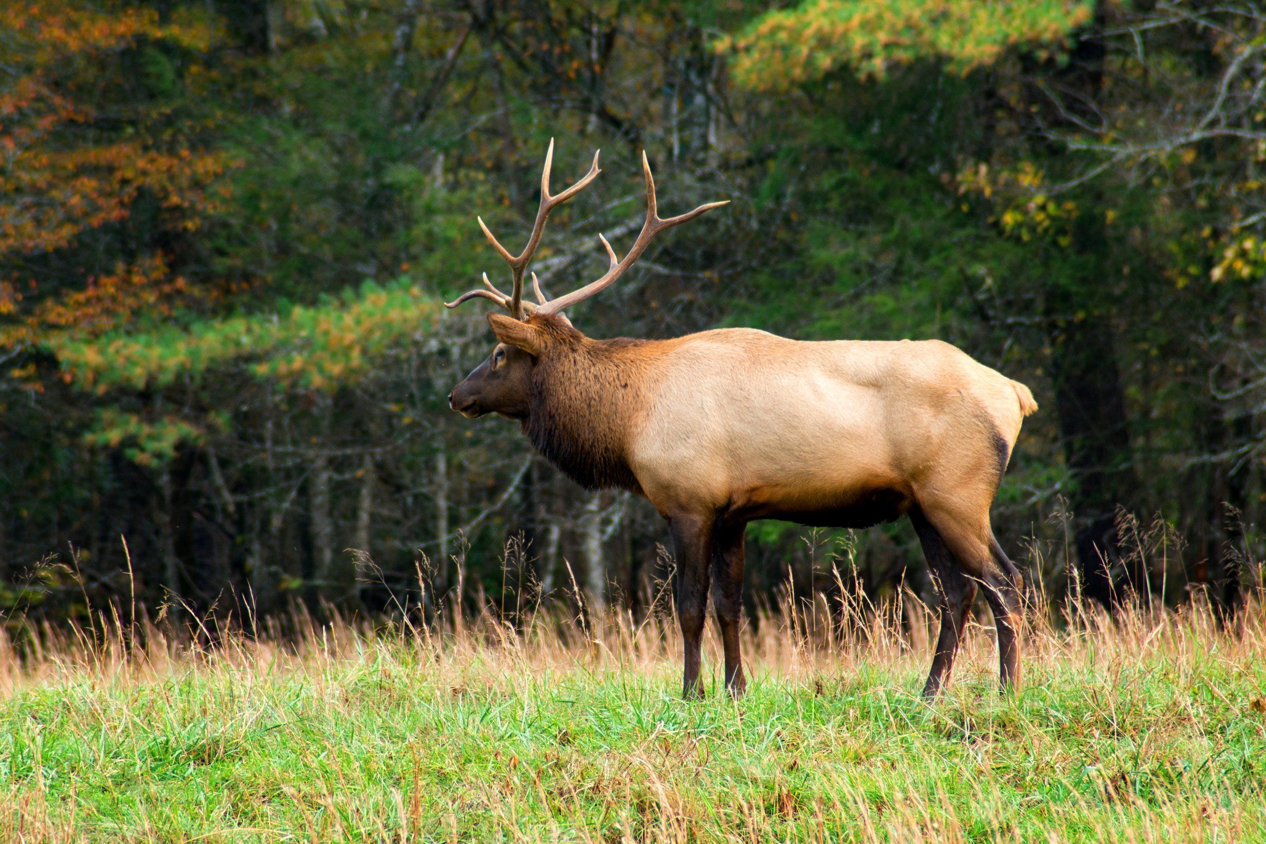 A bull elk near the trees. 
