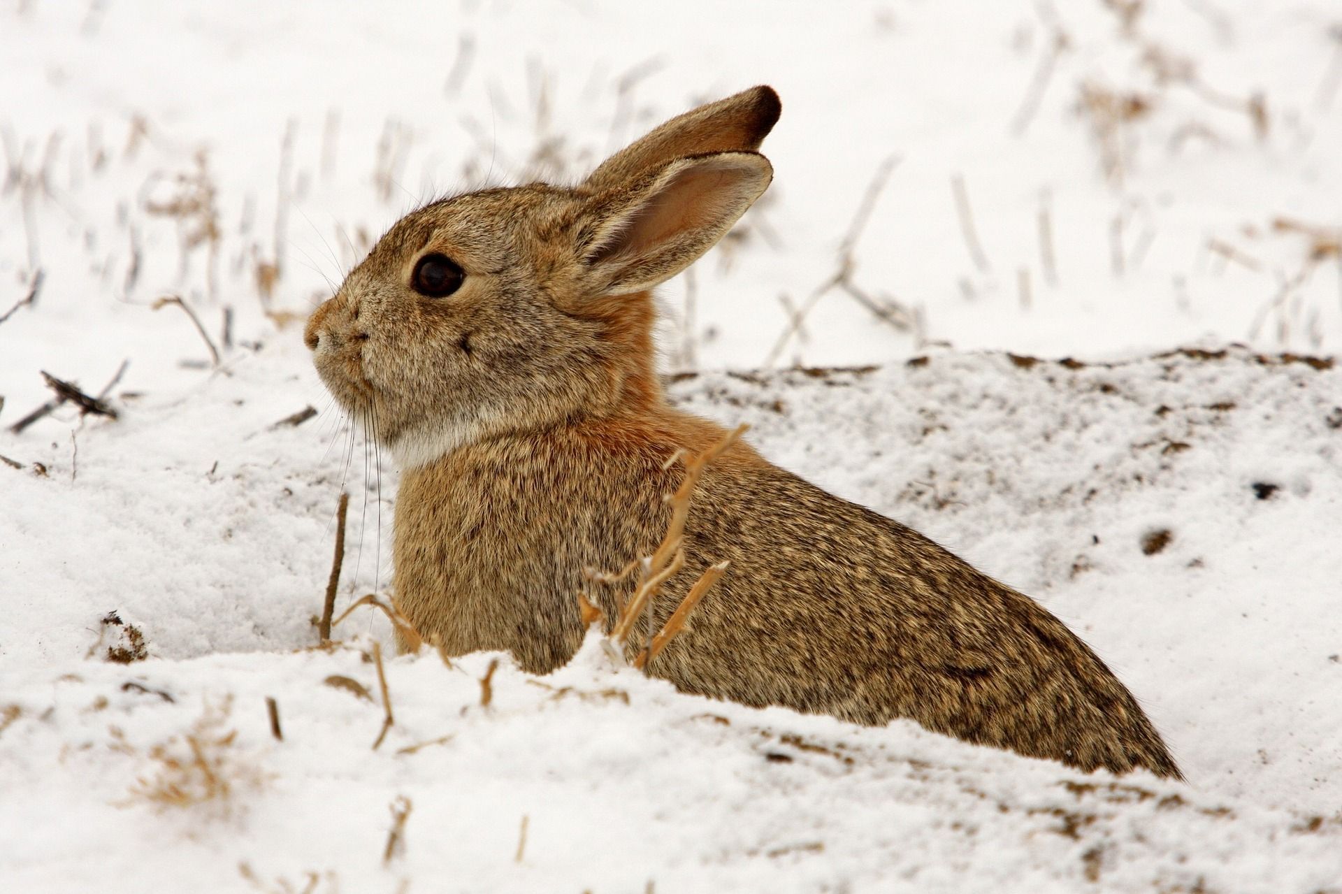 Close-up of a rabbit in the snow, using animal traps concept.