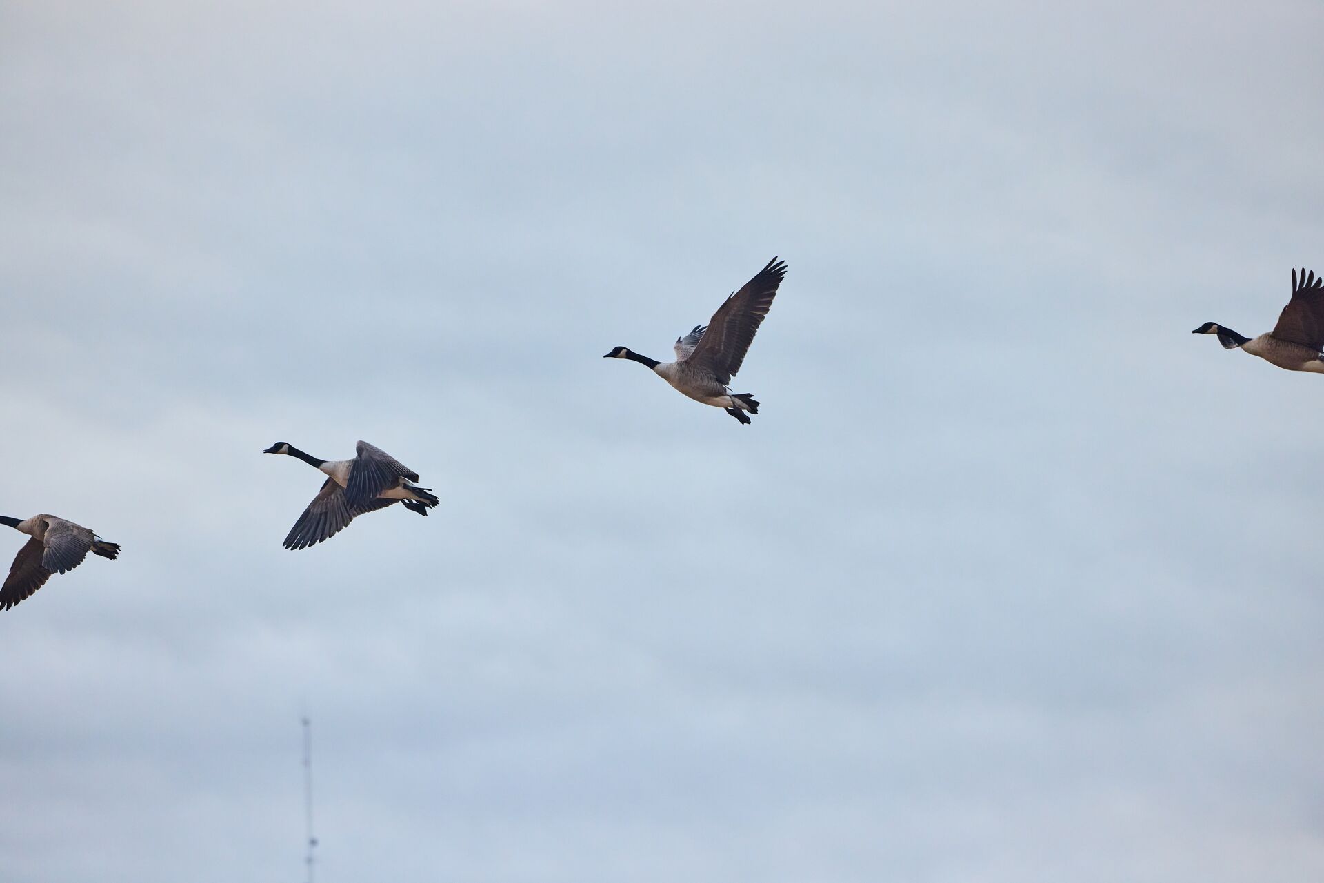Geese in flight, North Dakota hunting seasons concept.