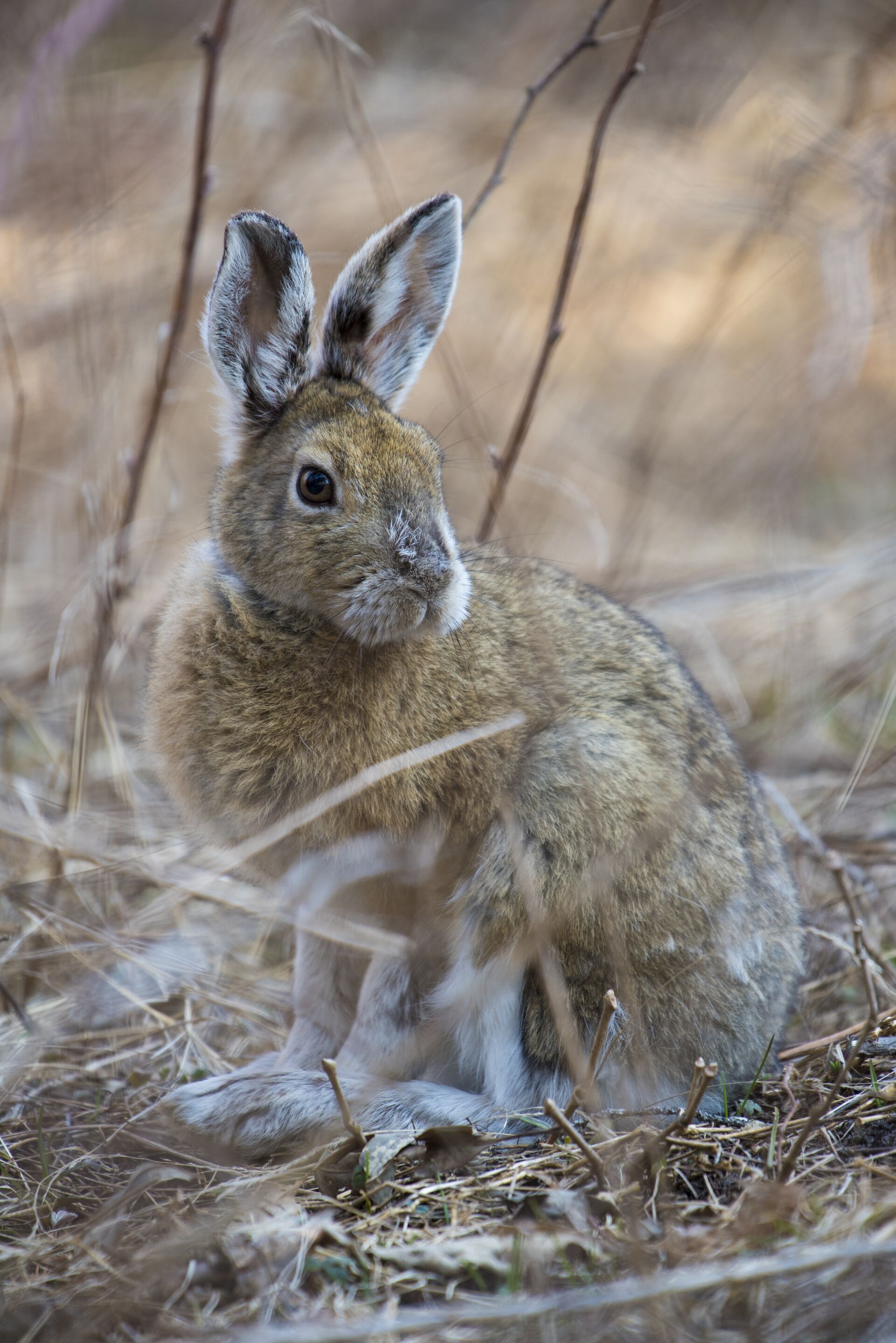 Still rabbit in the brush, how to find rabbits in the woods concept.