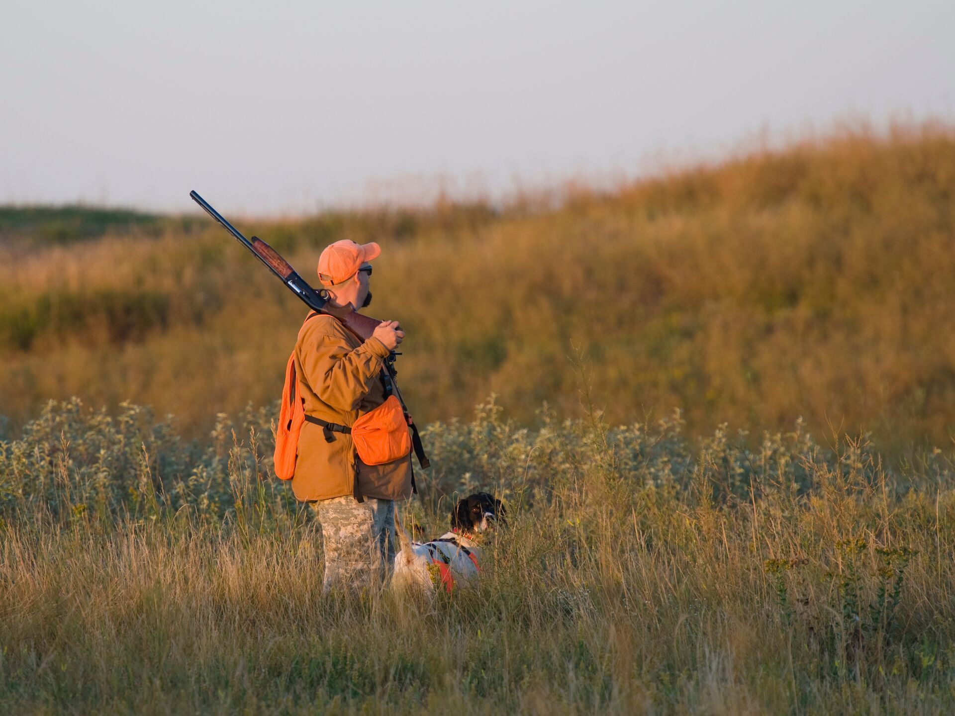 A hunter in a field with a shotgun and hunting dog.