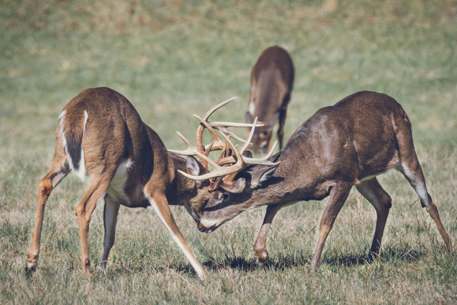 Two bucks locking antlers, using deer calls based on deer behavior concept.
