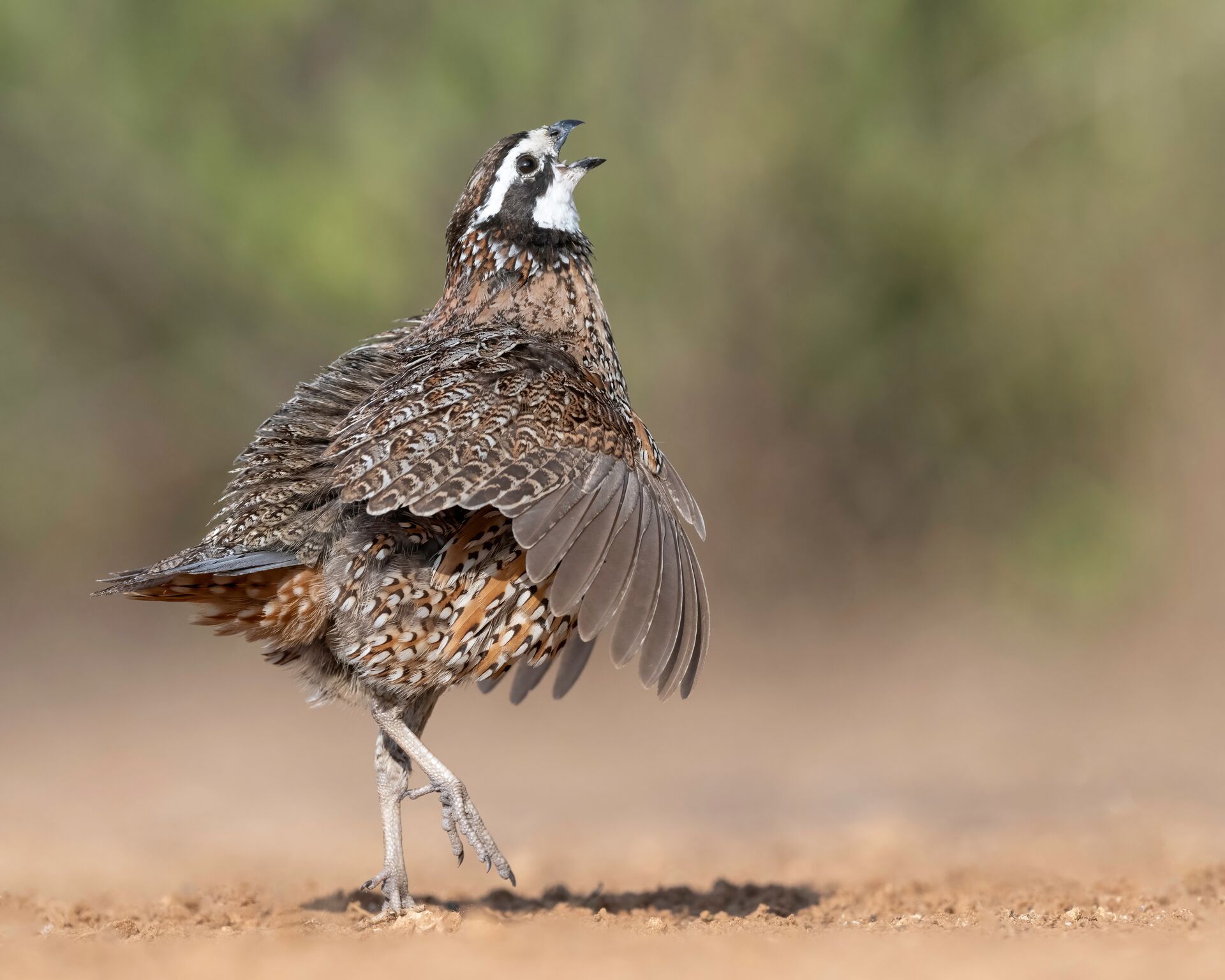 A quail walking on the ground.