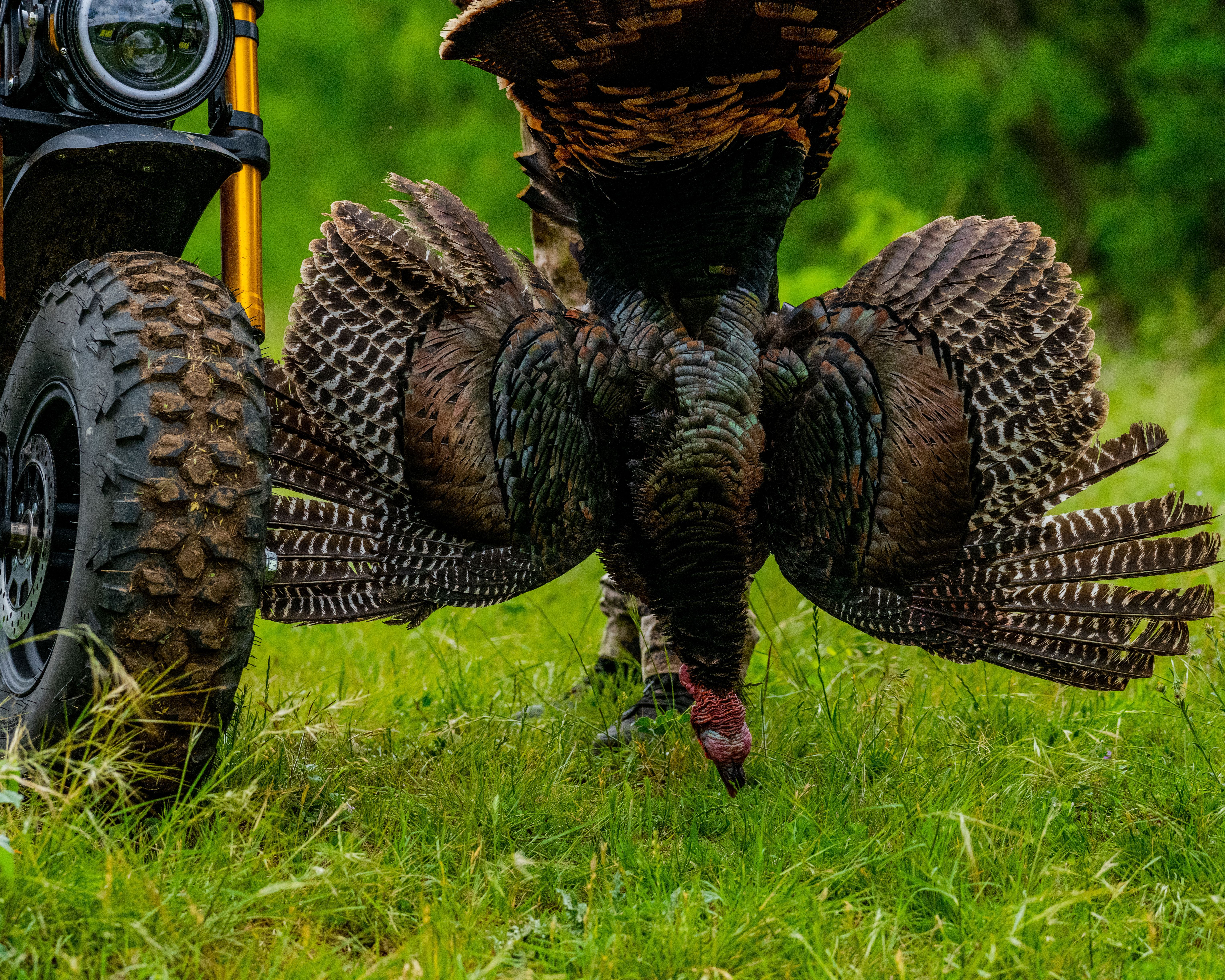 A turkey hanging upside down after a turkey hunt.