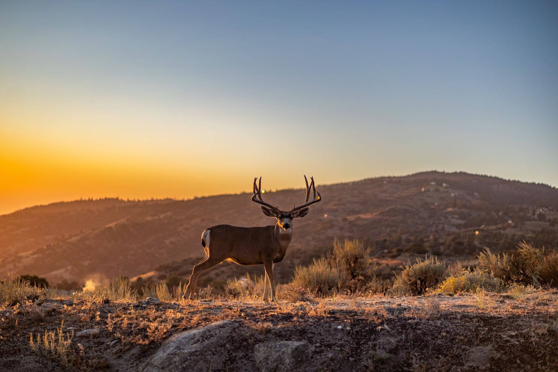 Buck mule deer on a hill, best mule deer states for public land concept.